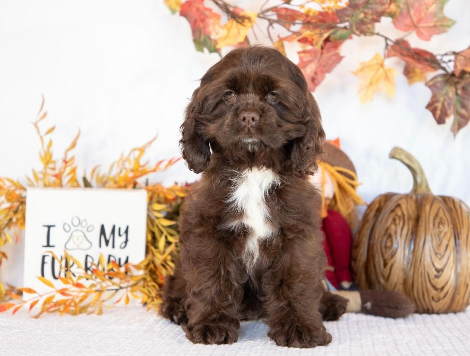 Cocker Spaniel Female (Bianca)