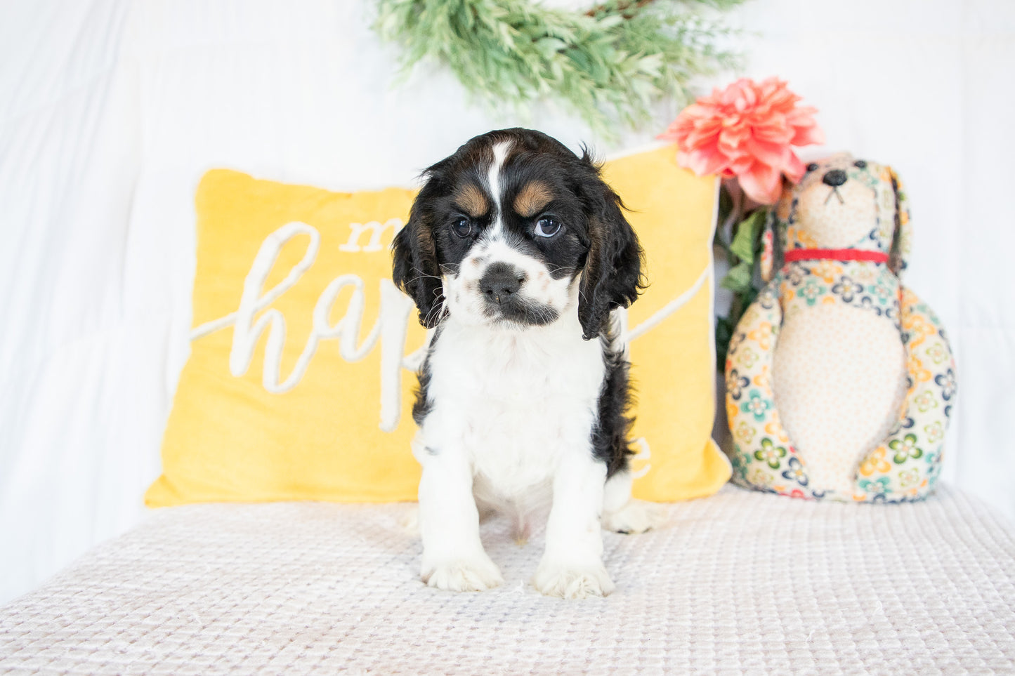 Finnick-Cocker Spaniel Male
