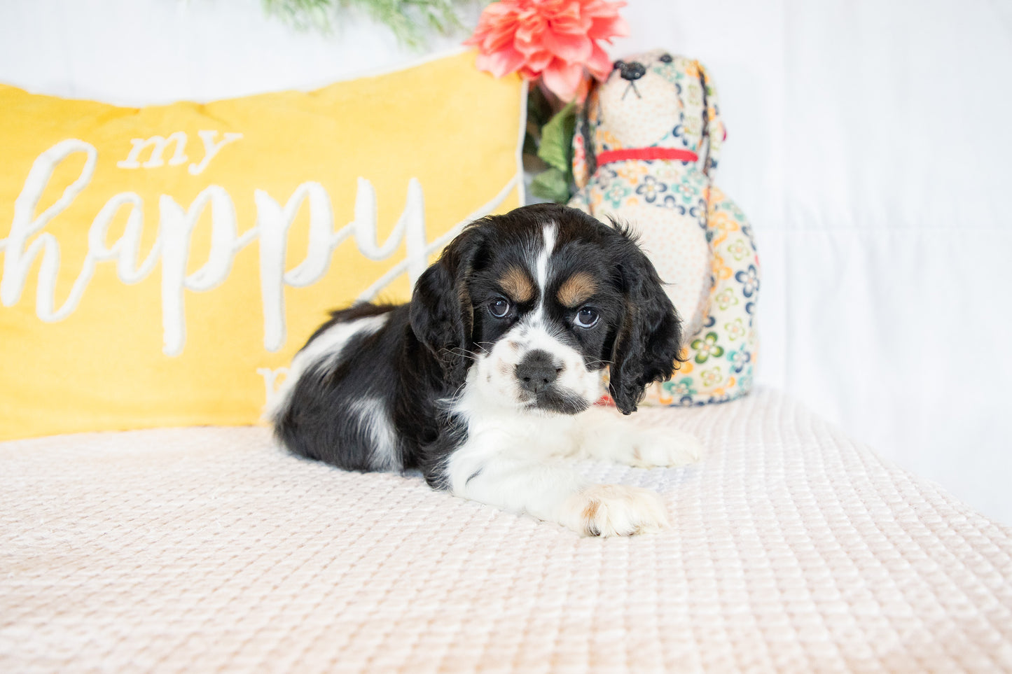 Finnick-Cocker Spaniel Male