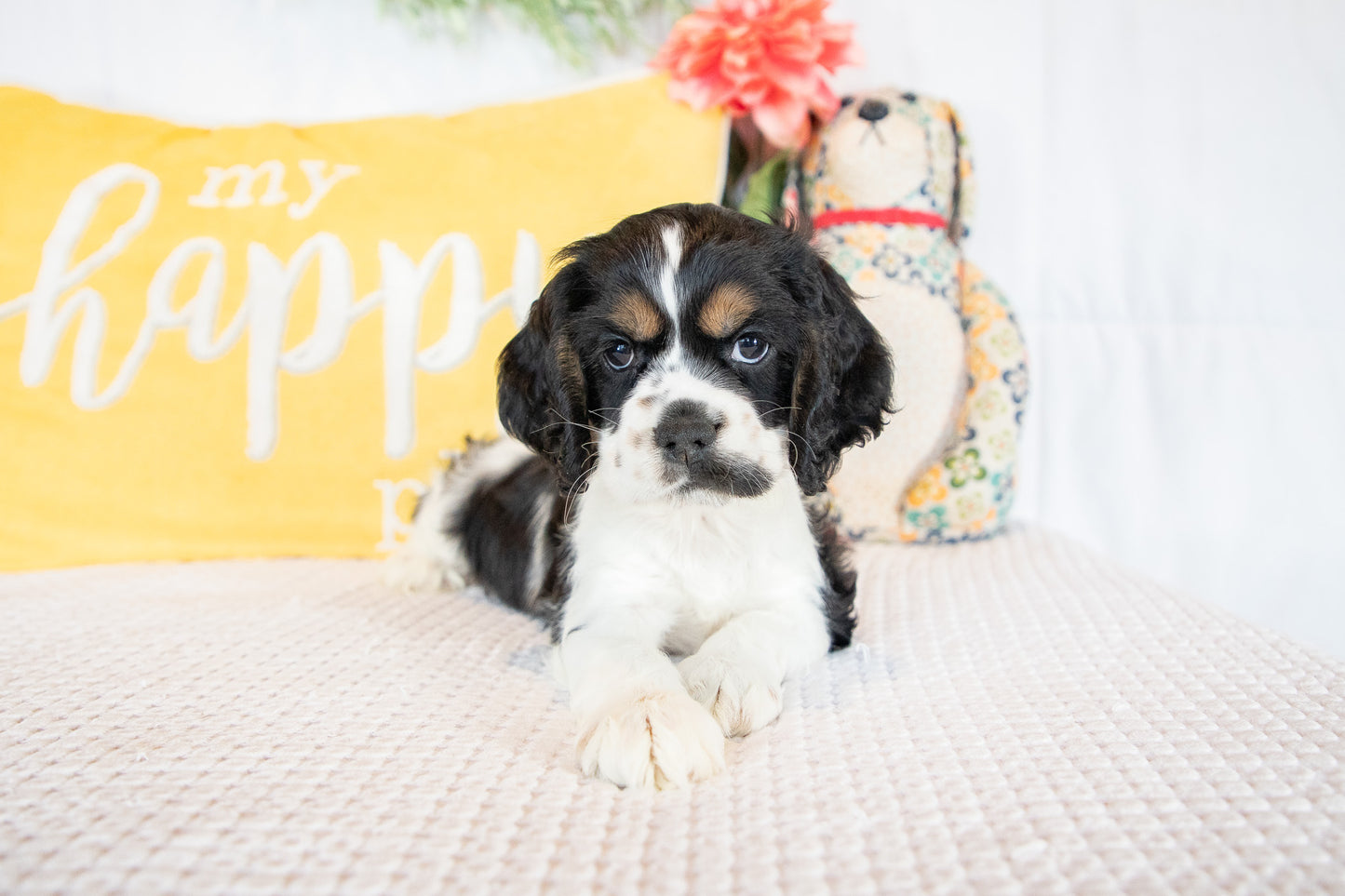 Finnick-Cocker Spaniel Male