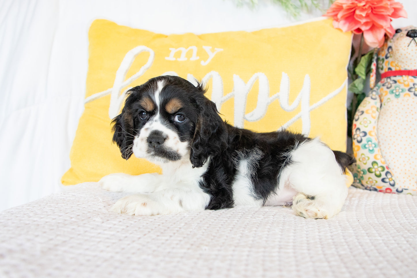 Finnick-Cocker Spaniel Male