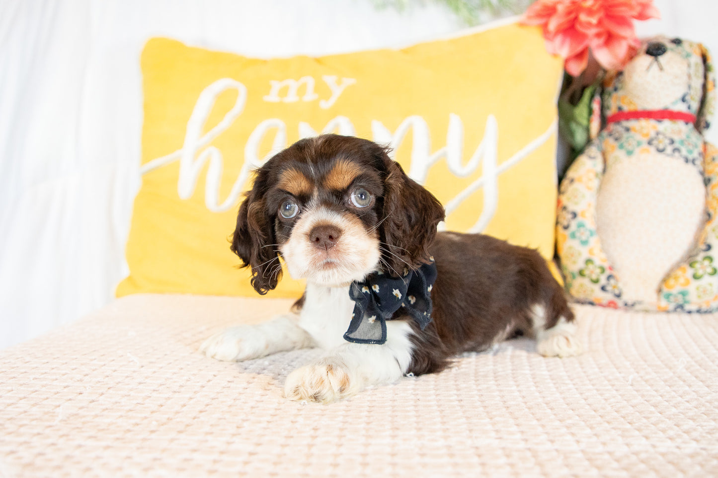 Florence-Cocker Spaniel Female