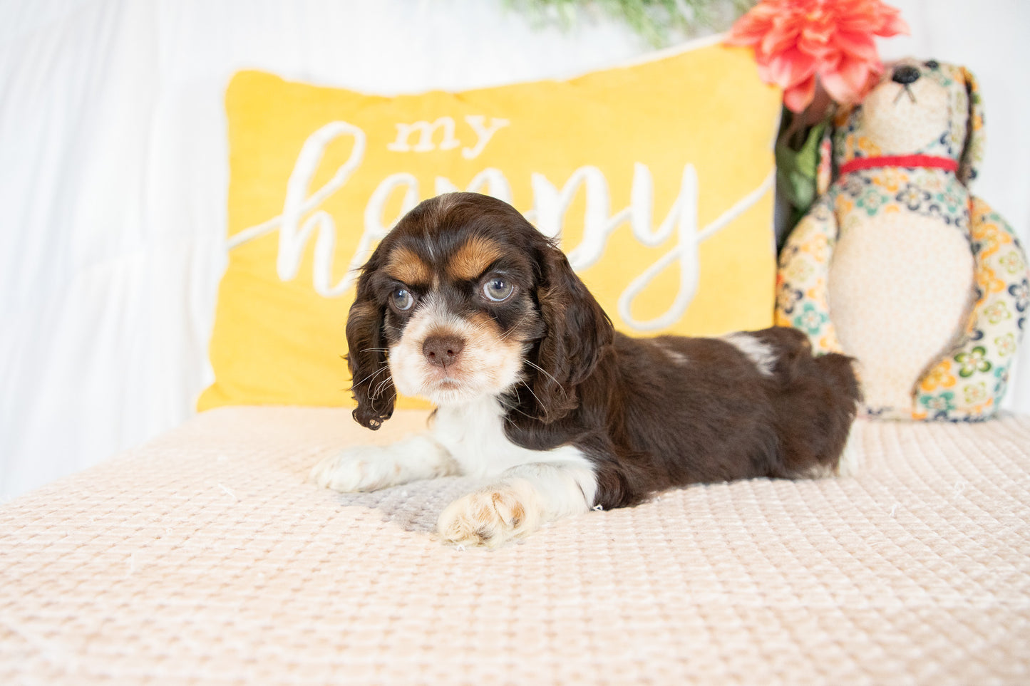 Florence-Cocker Spaniel Female