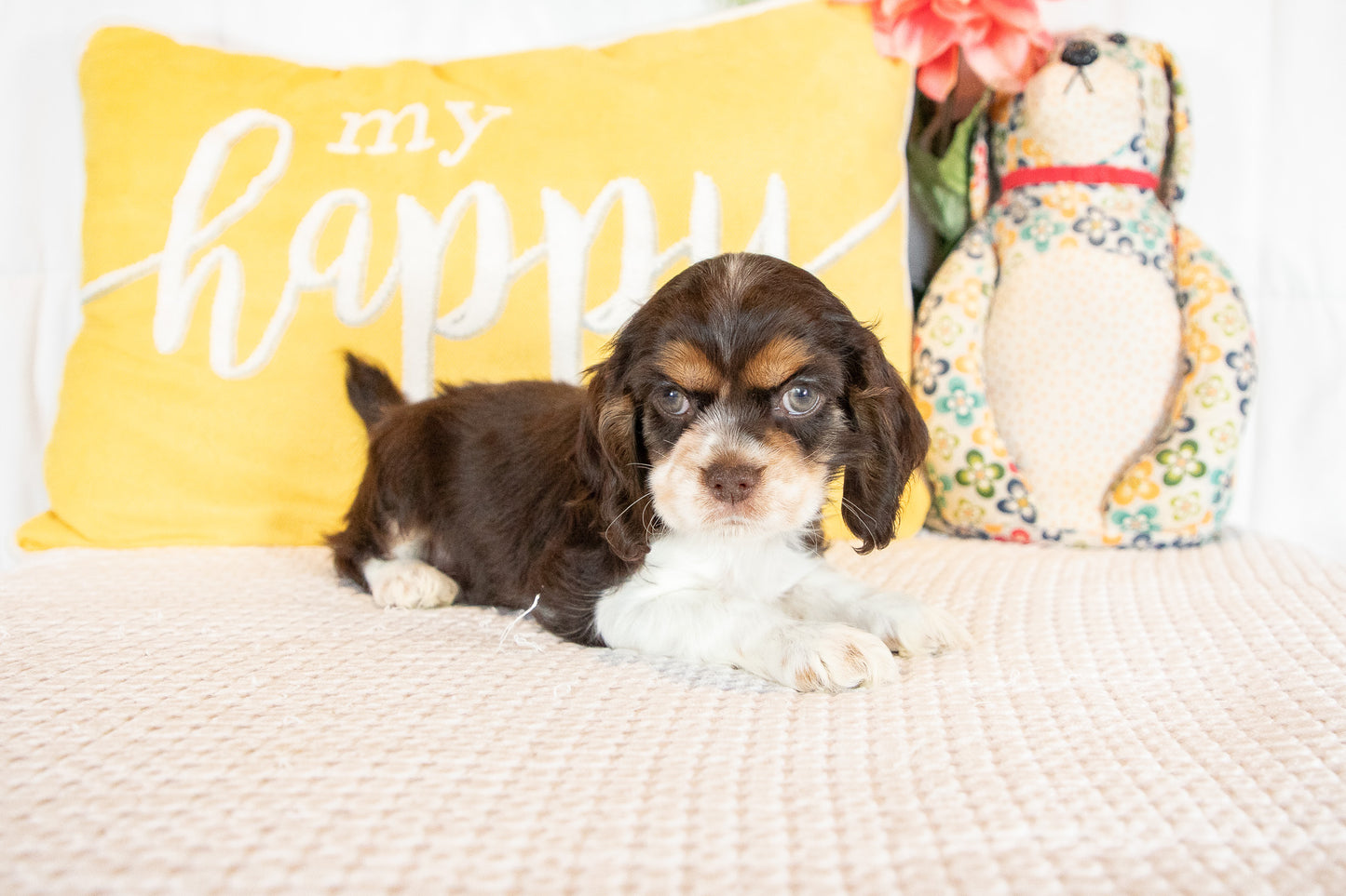 Florence-Cocker Spaniel Female