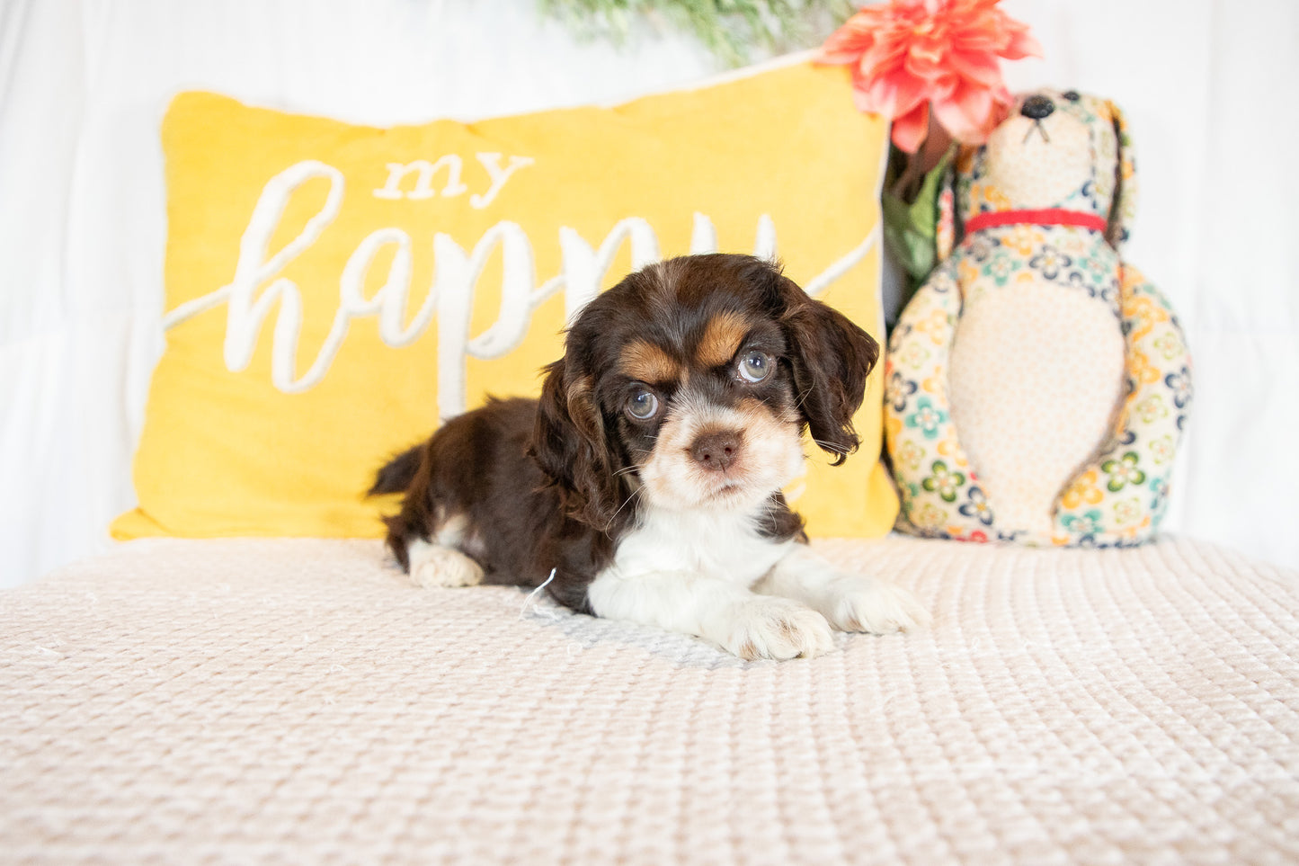 Florence-Cocker Spaniel Female
