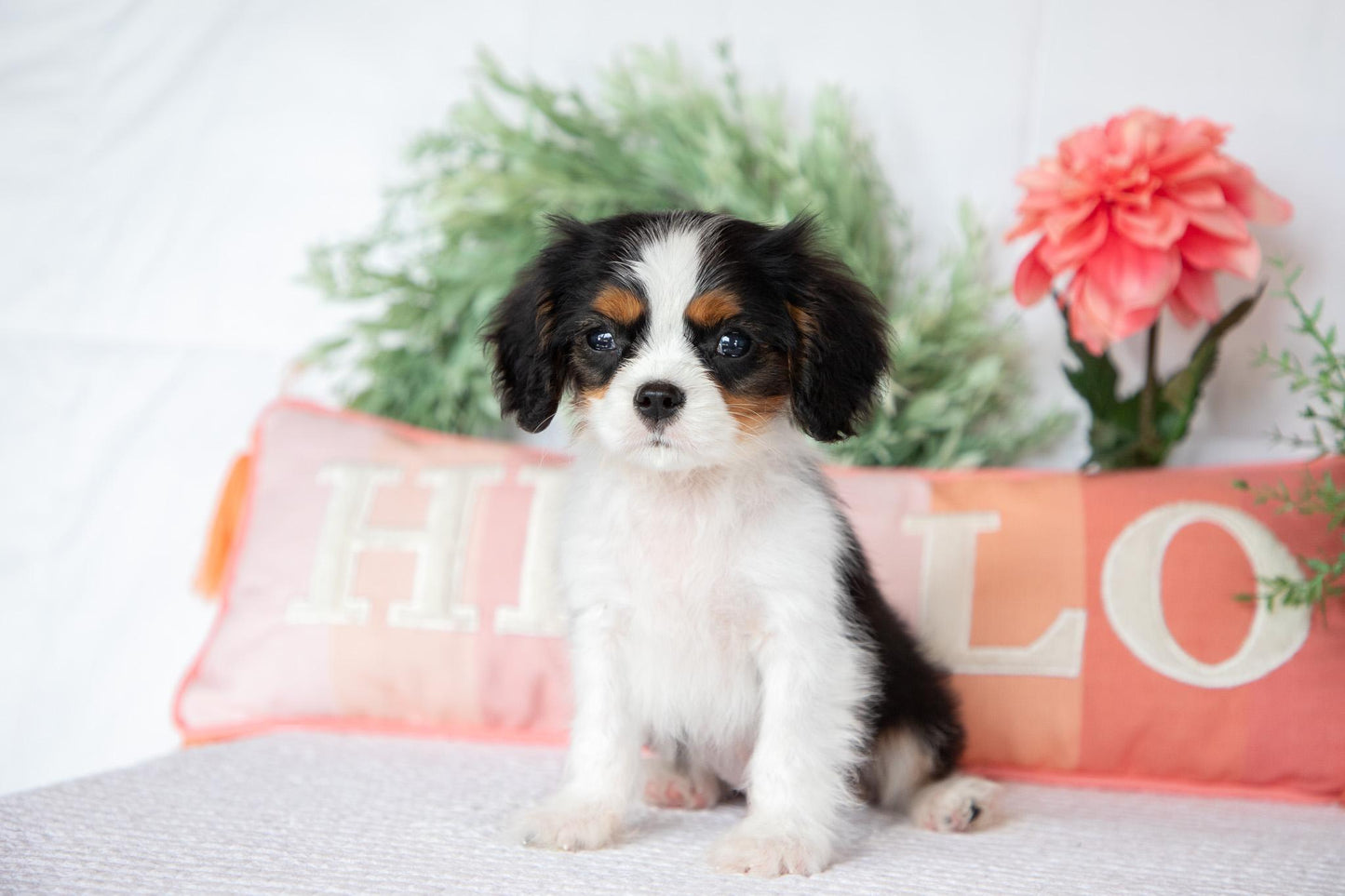 Cavalier King Charles Spaniel Male (Archie)