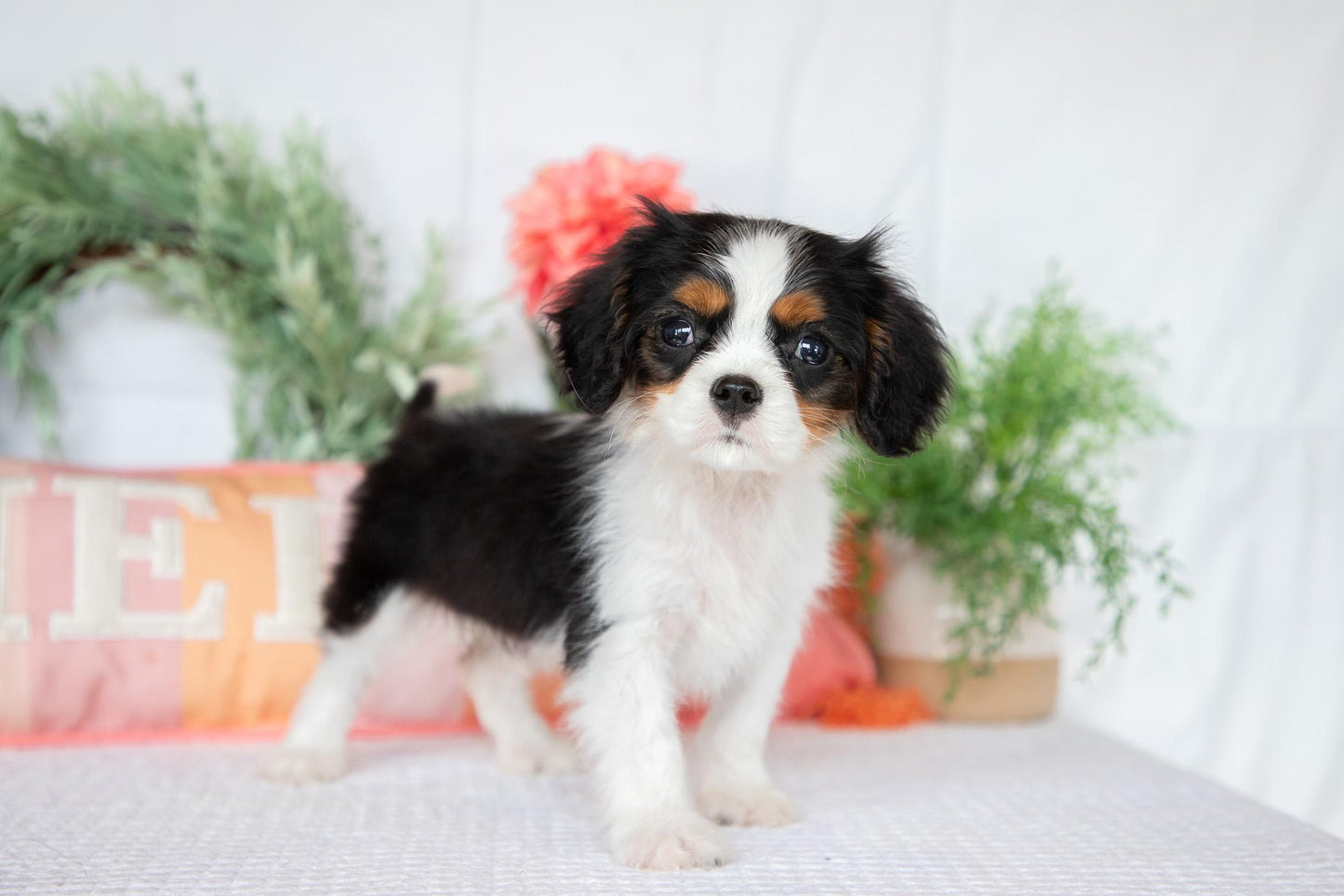 Cavalier King Charles Spaniel Male (Archie)