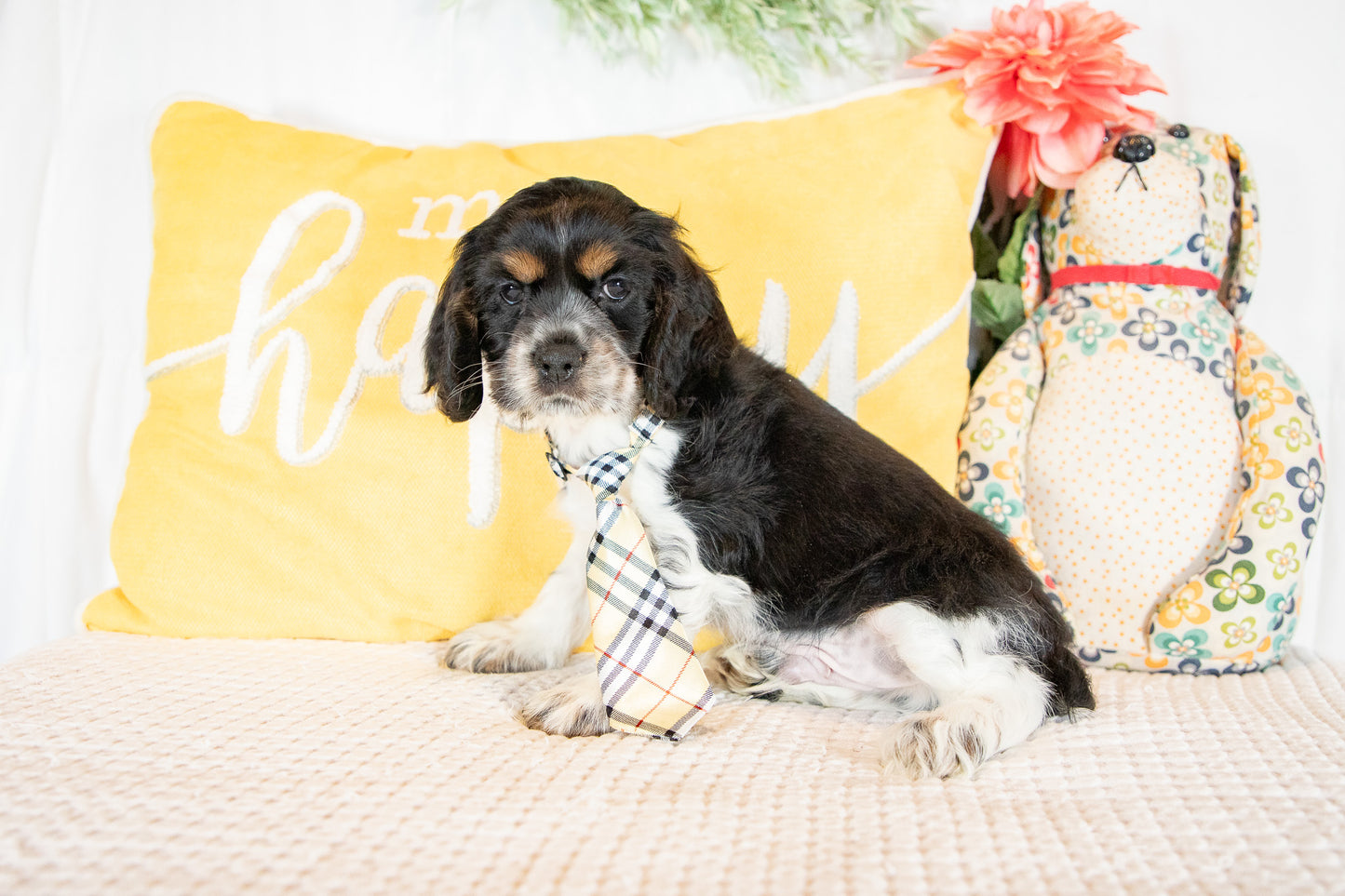 Flynn- Cocker Spaniel Male