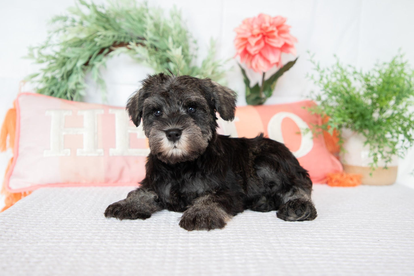 Miniature Schnauzer Male (Wesley)