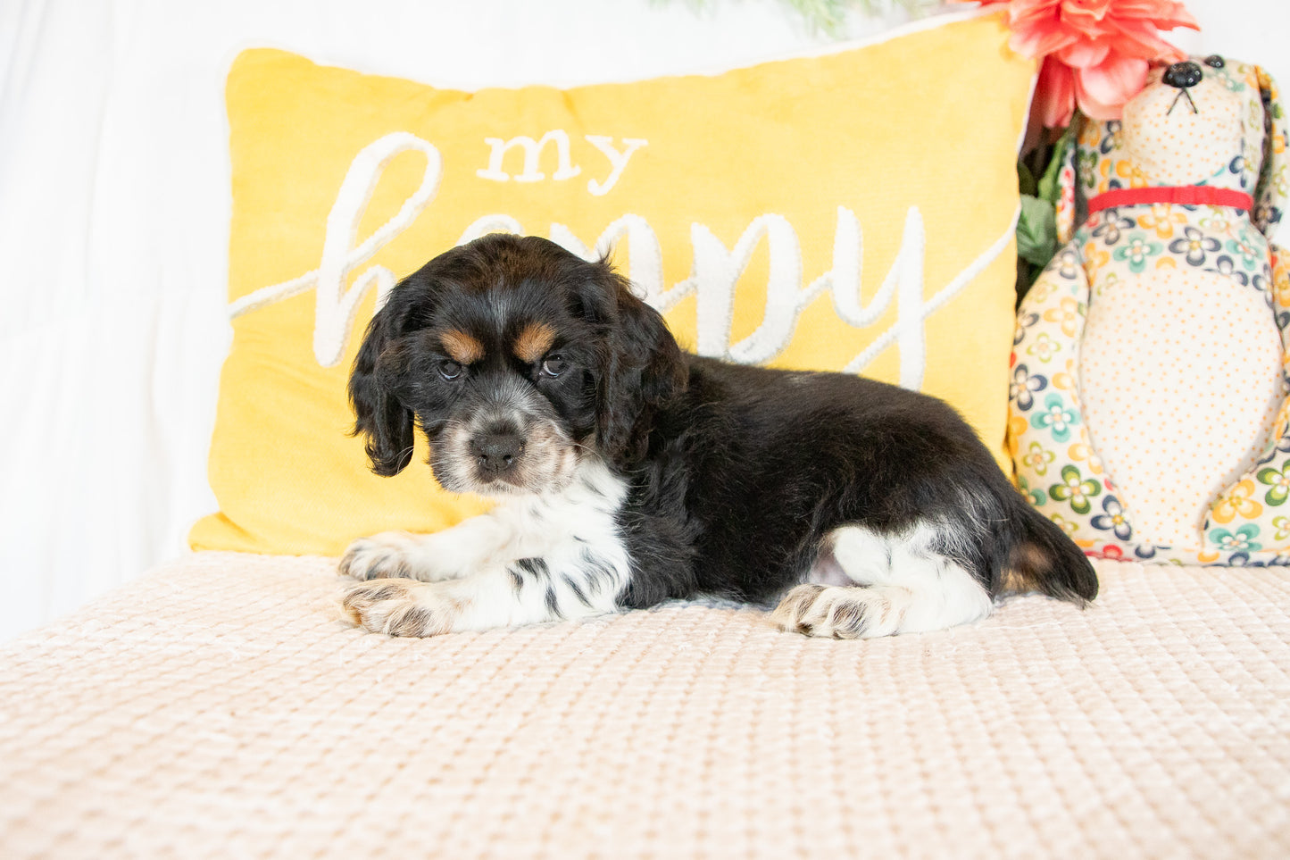 Flynn- Cocker Spaniel Male