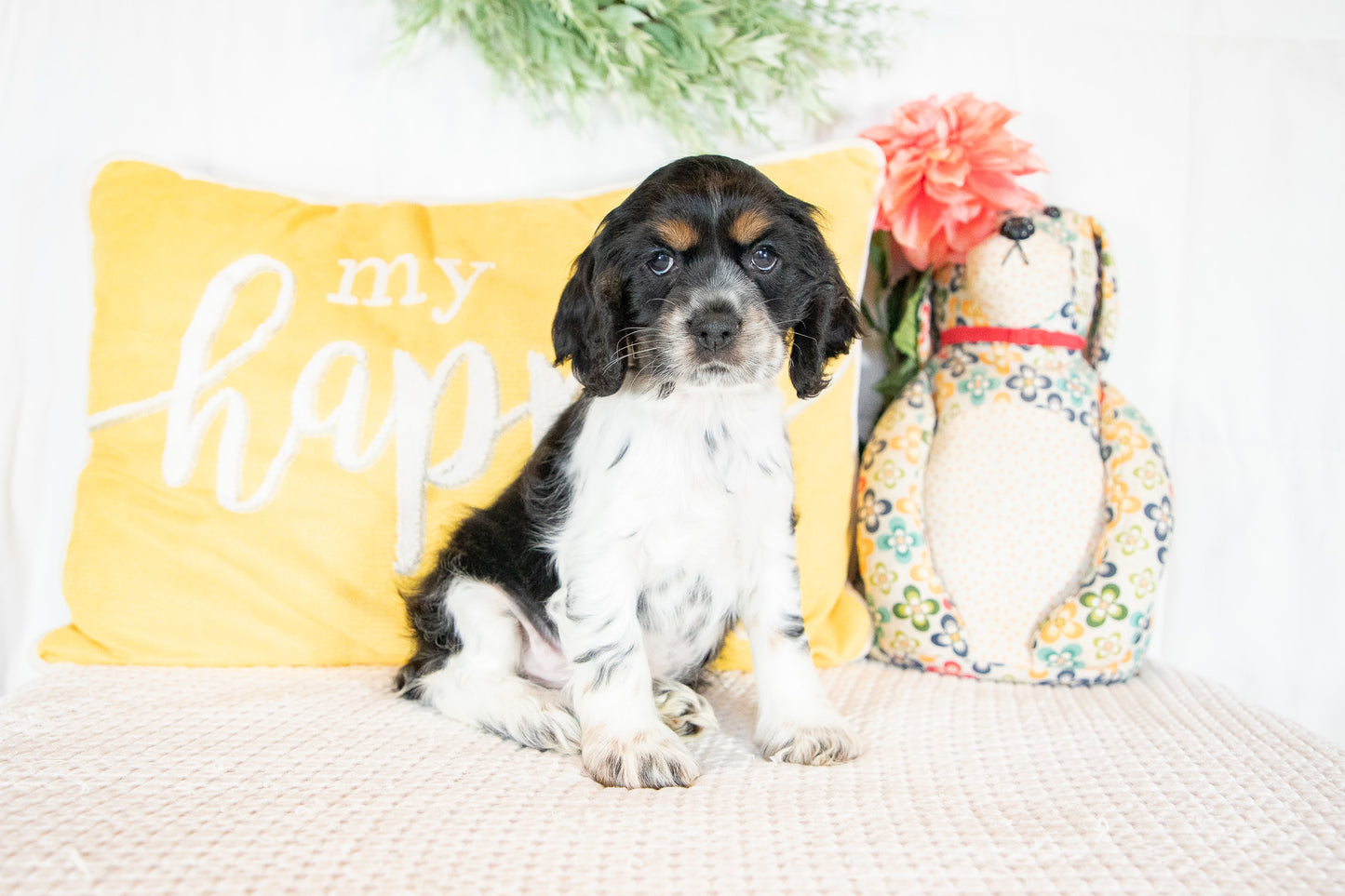 Flynn- Cocker Spaniel Male