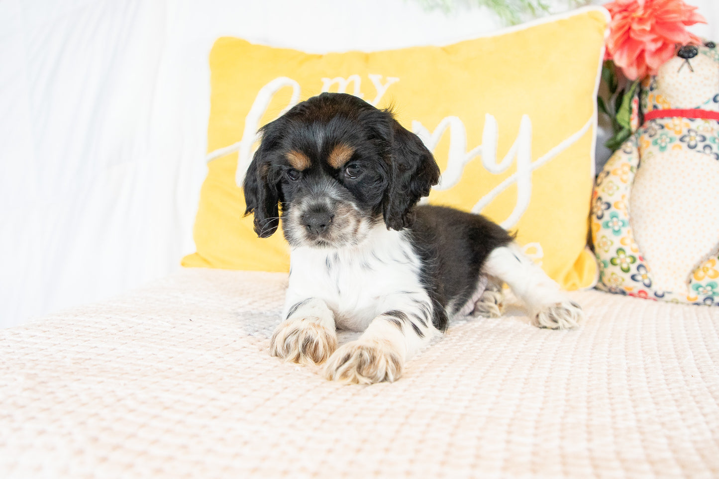 Flynn- Cocker Spaniel Male