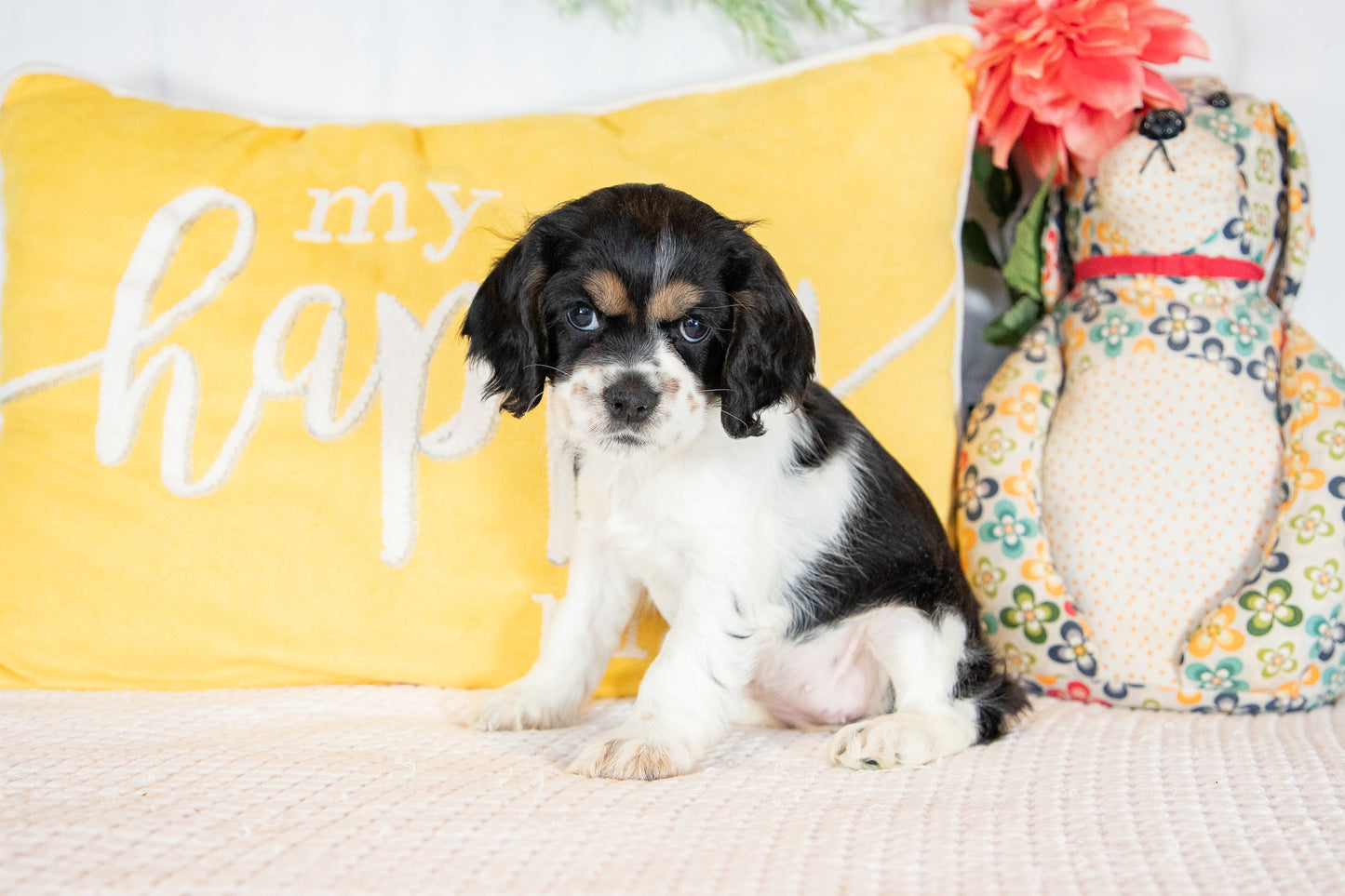 Fannie-Cocker Spaniel Female