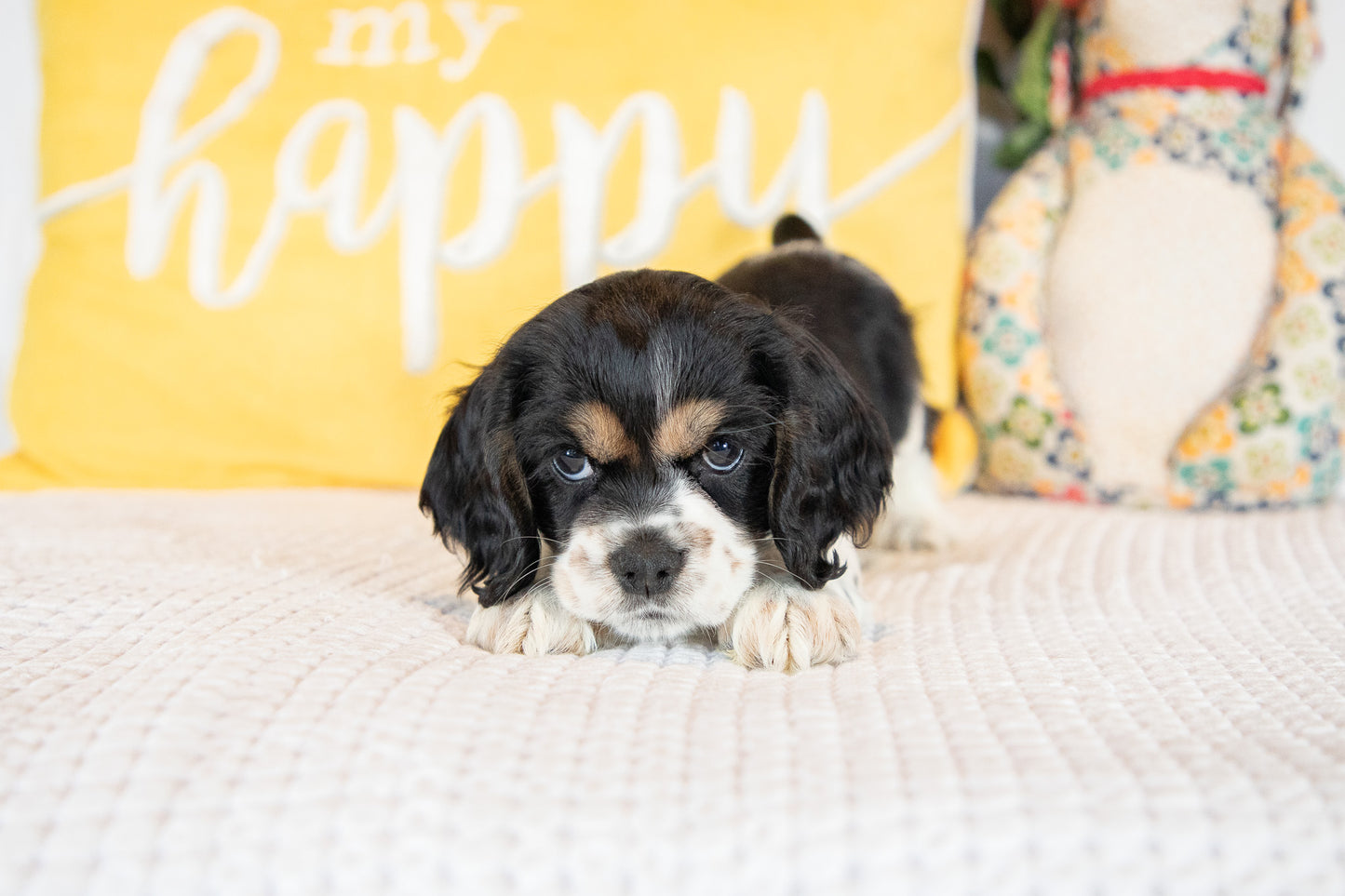 Fannie-Cocker Spaniel Female