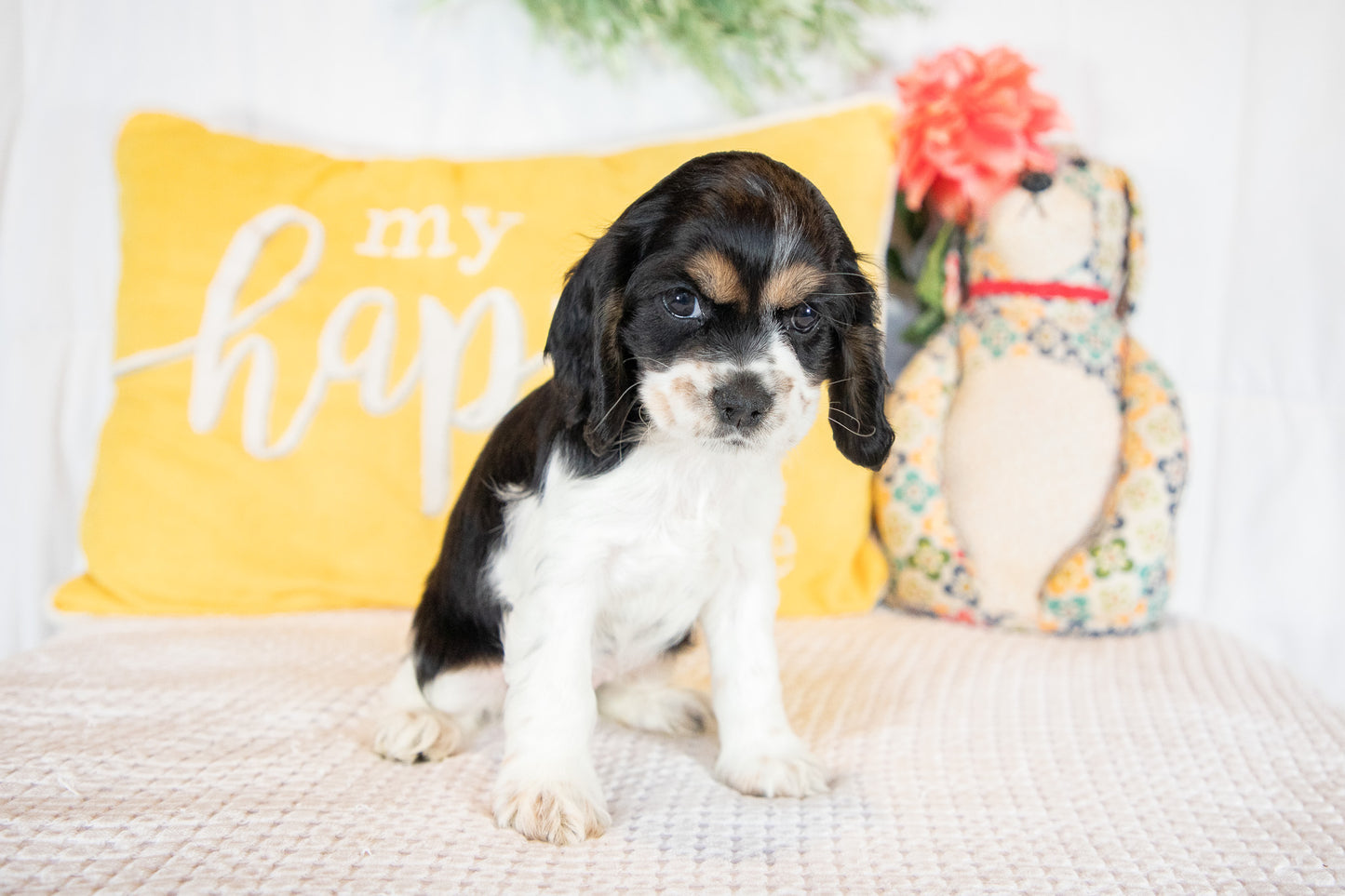 Fannie-Cocker Spaniel Female
