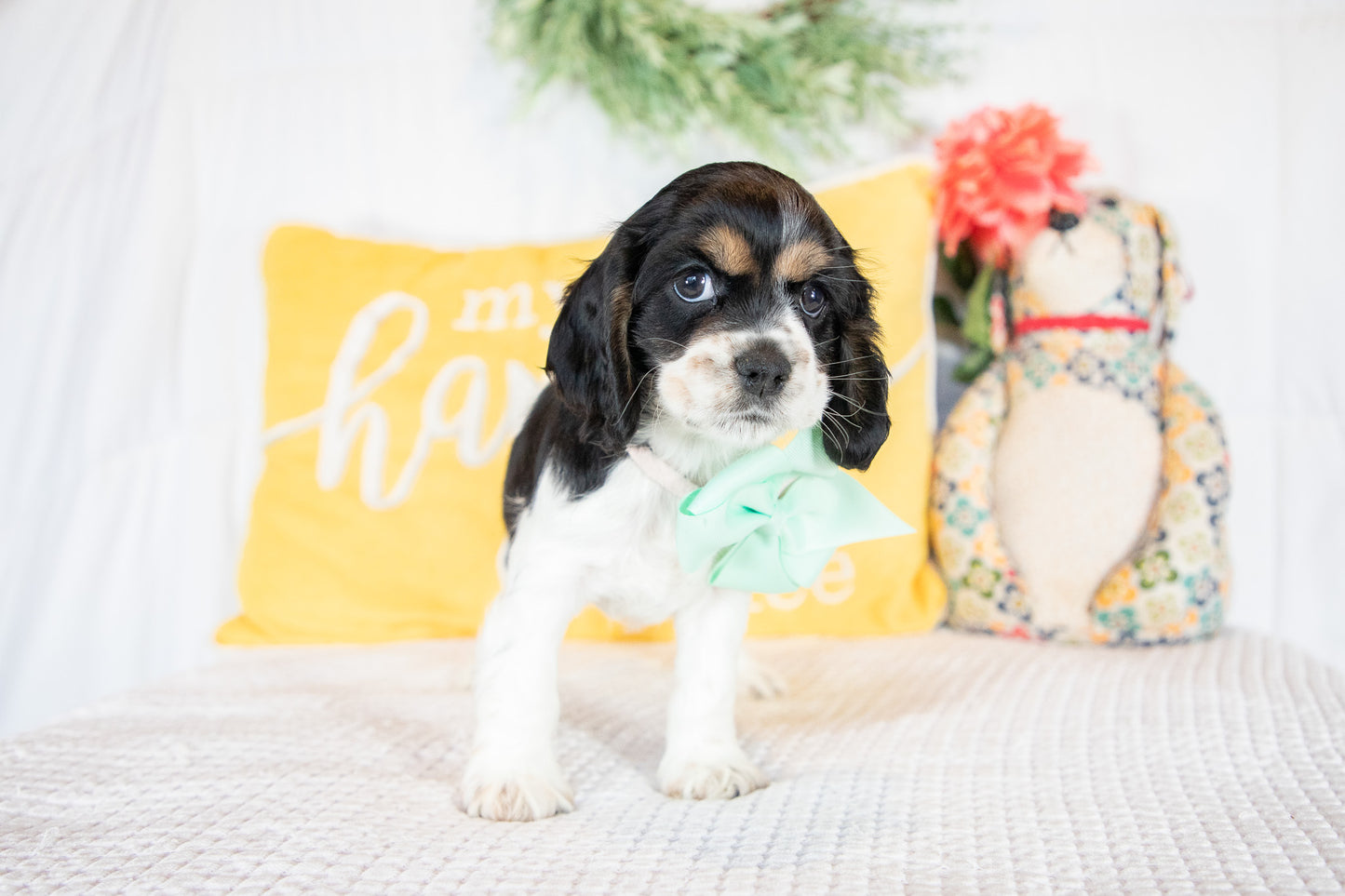 Fannie-Cocker Spaniel Female