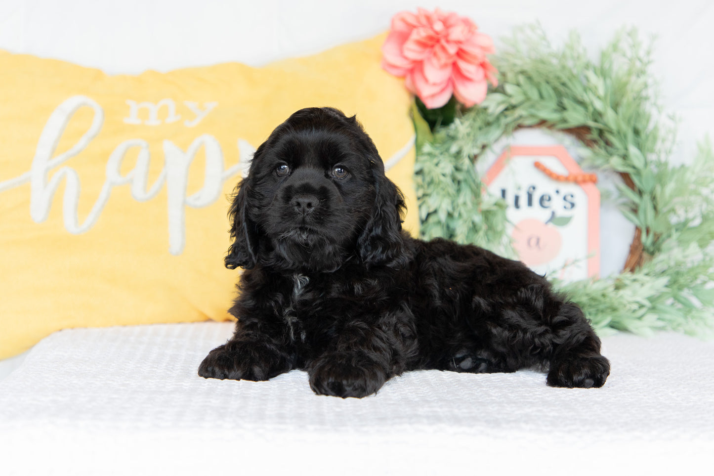 Cocker Spaniel Male (Max)