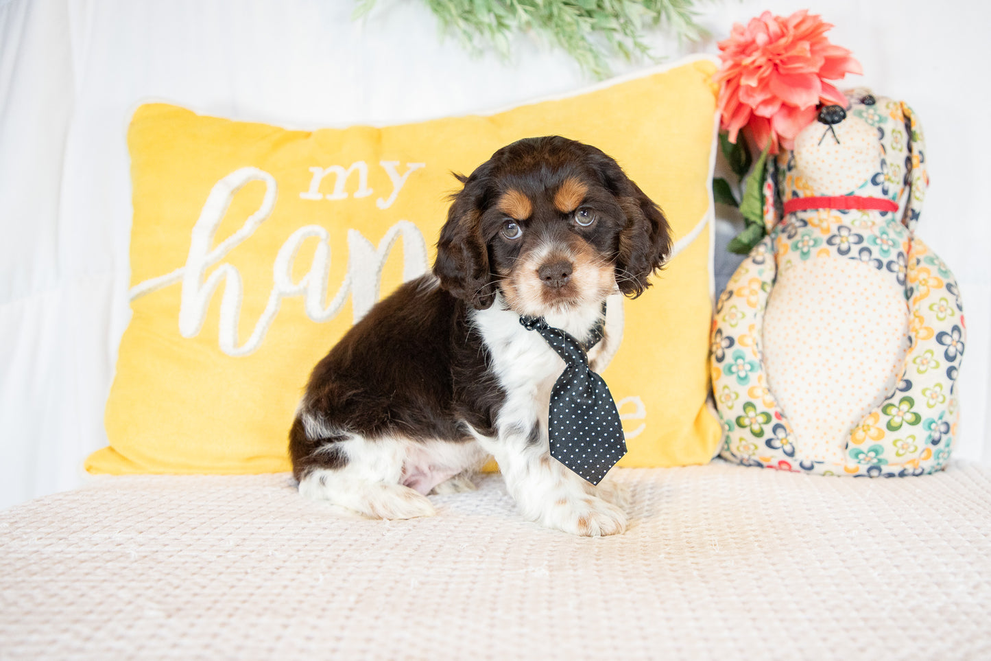 Freddie-Cocker Spaniel Male