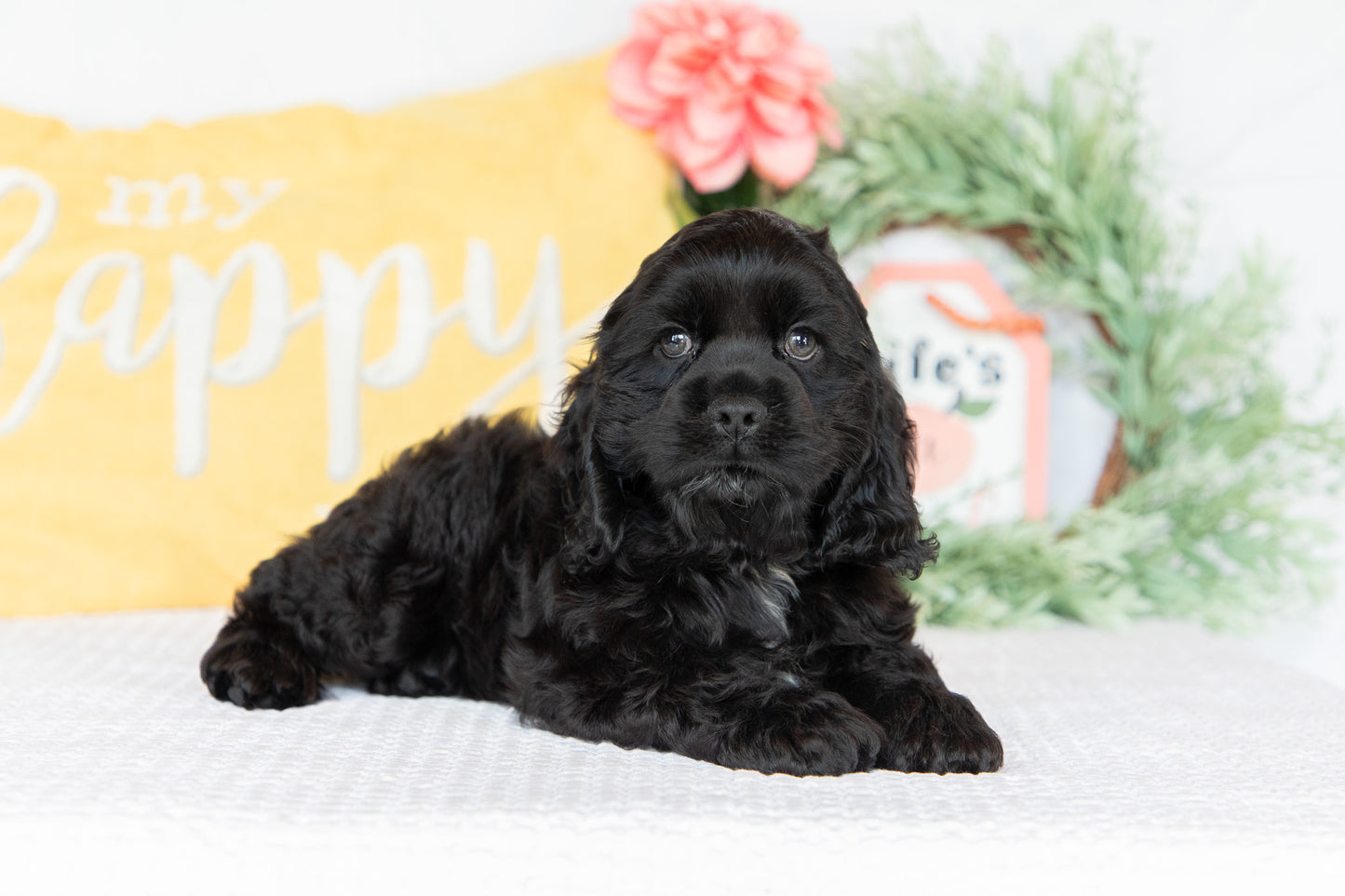 Cocker Spaniel Male (Max)