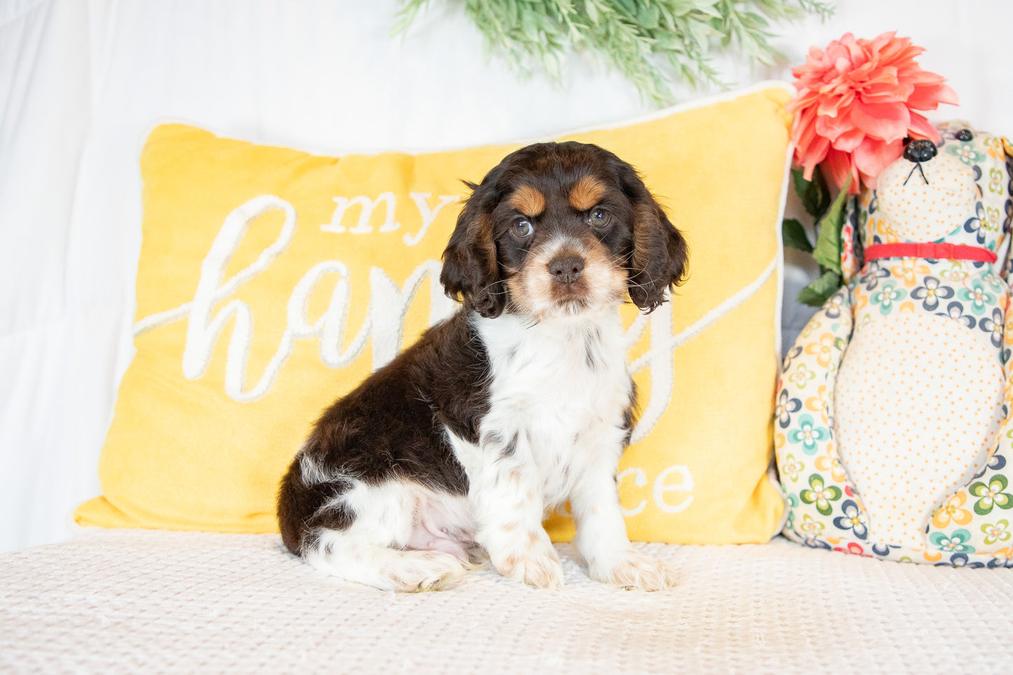 Freddie-Cocker Spaniel Male