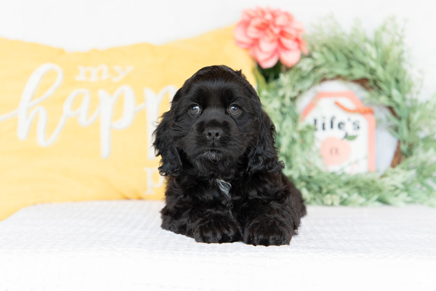 Cocker Spaniel Male (Max)