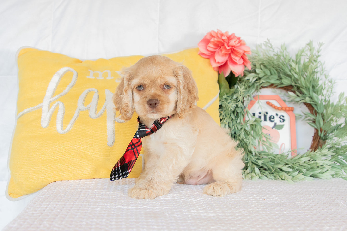 Cocker Spaniel Male (Gabriel)