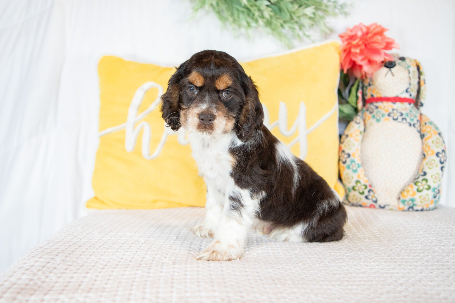 Freddie-Cocker Spaniel Male