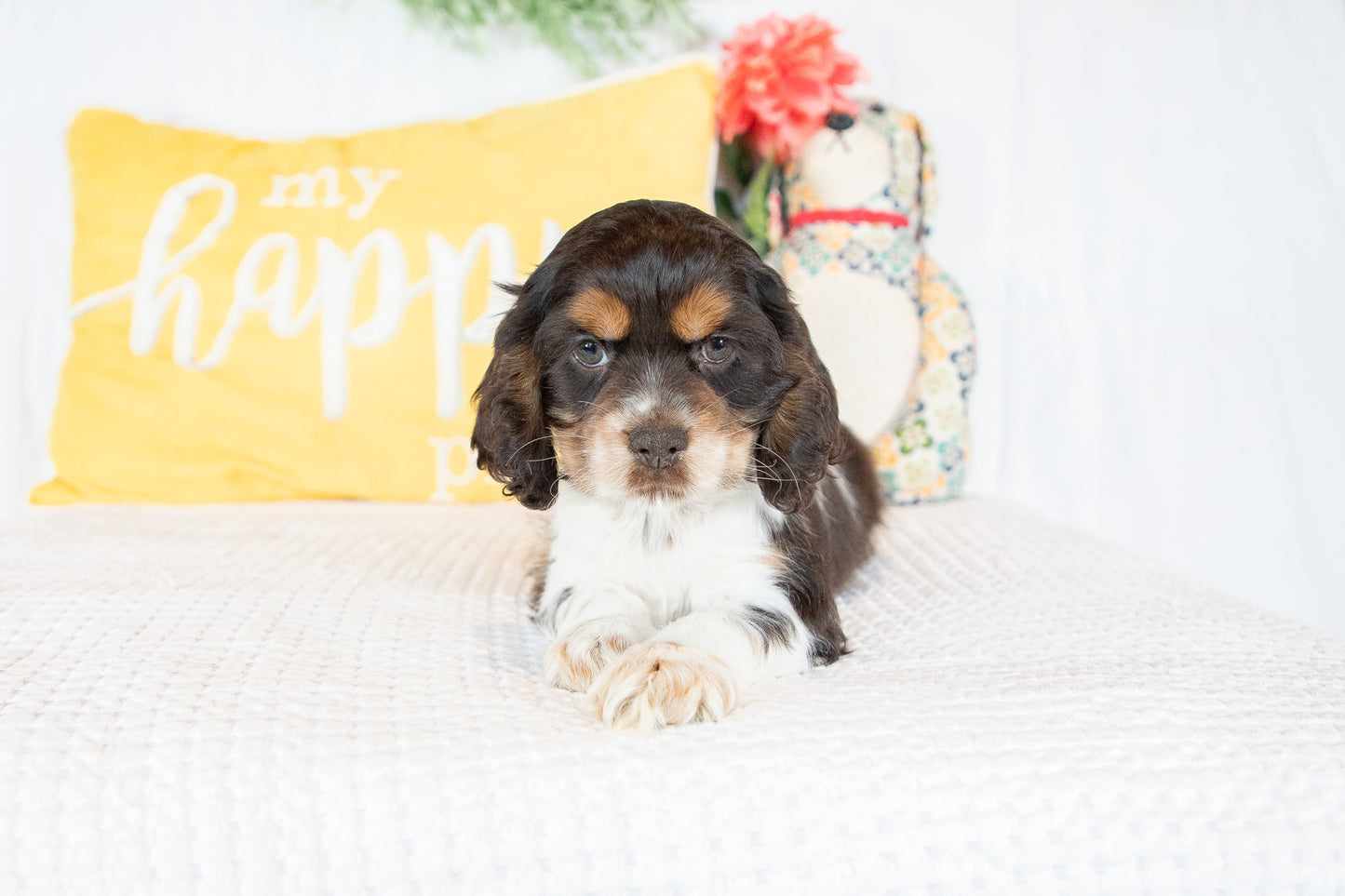 Freddie-Cocker Spaniel Male