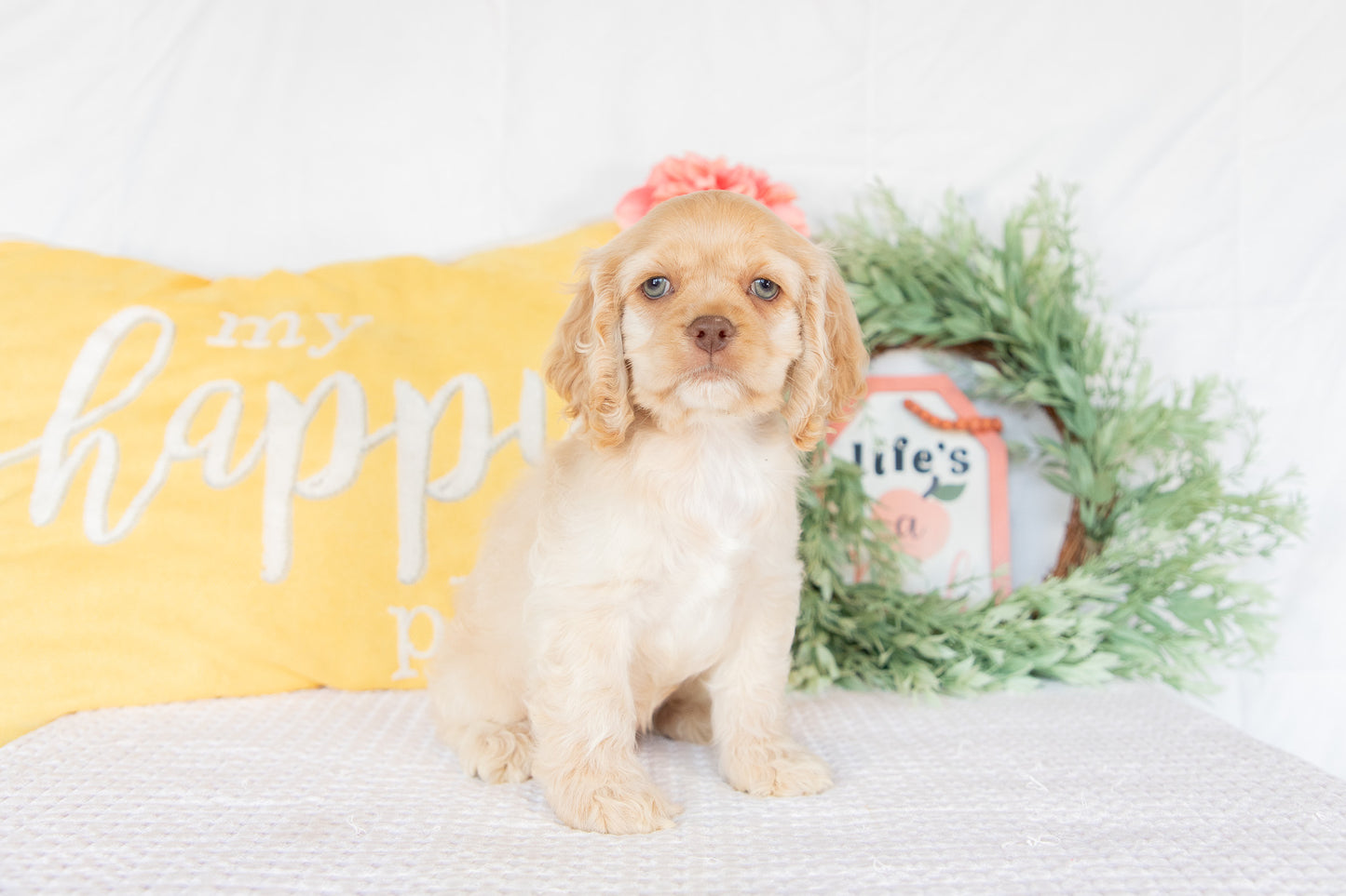 Cocker Spaniel Male (Gabriel)