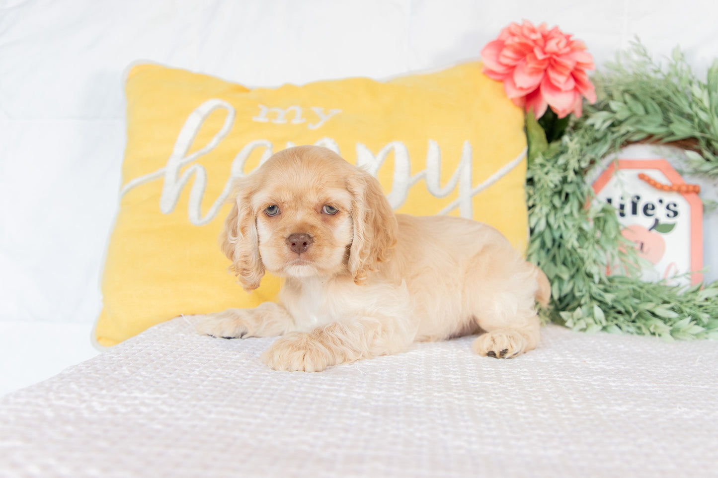 Cocker Spaniel Male (Gabriel)