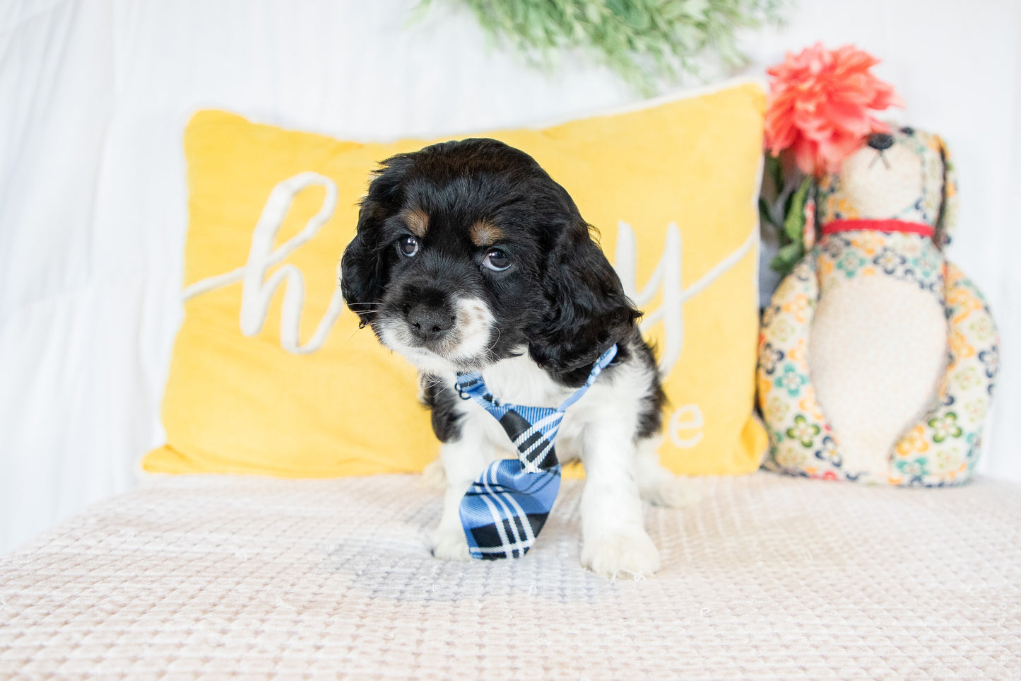 Franklin-Cocker Spaniel Male