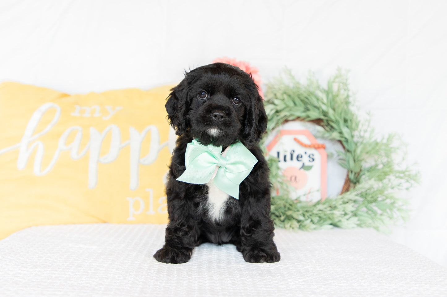 Cocker Spaniel Female (Ginger)
