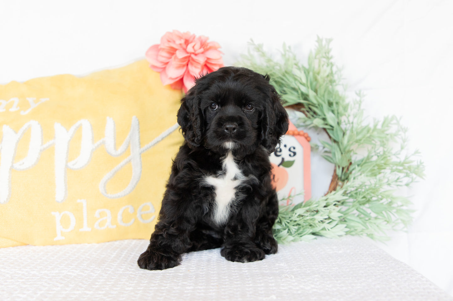 Cocker Spaniel Female (Ginger)