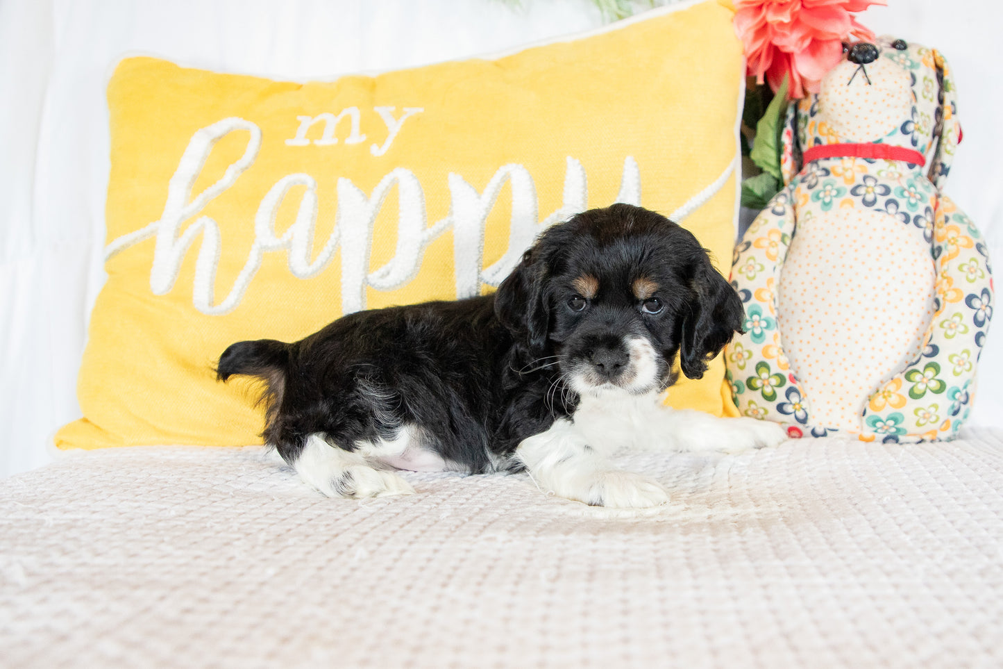 Franklin-Cocker Spaniel Male