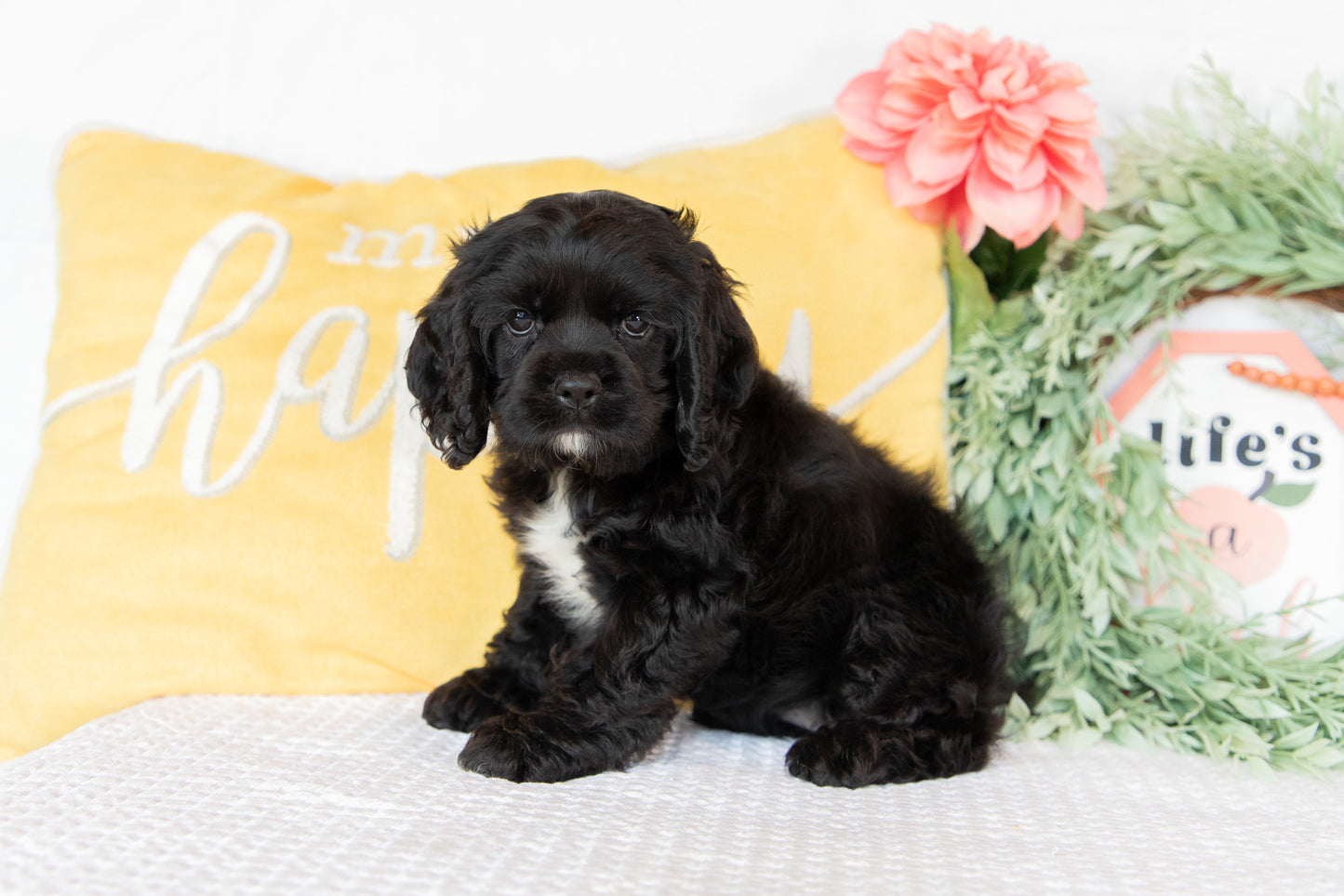 Cocker Spaniel Female (Ginger)