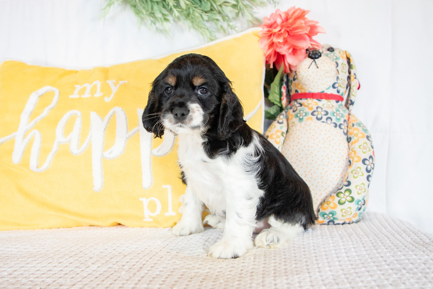 Franklin-Cocker Spaniel Male