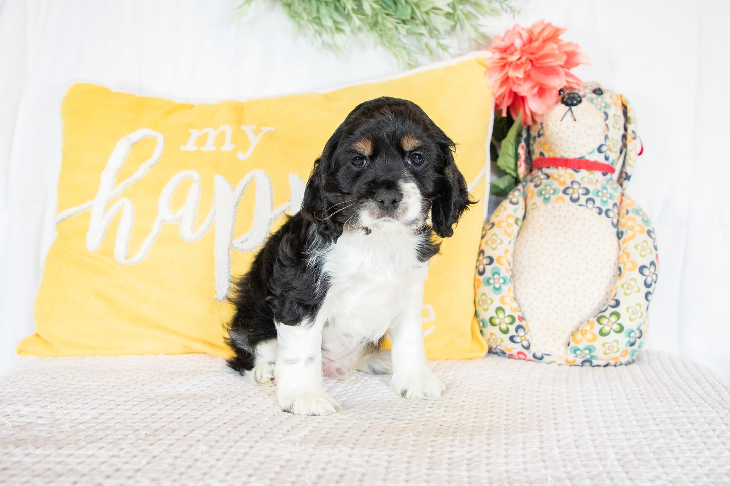 Franklin-Cocker Spaniel Male