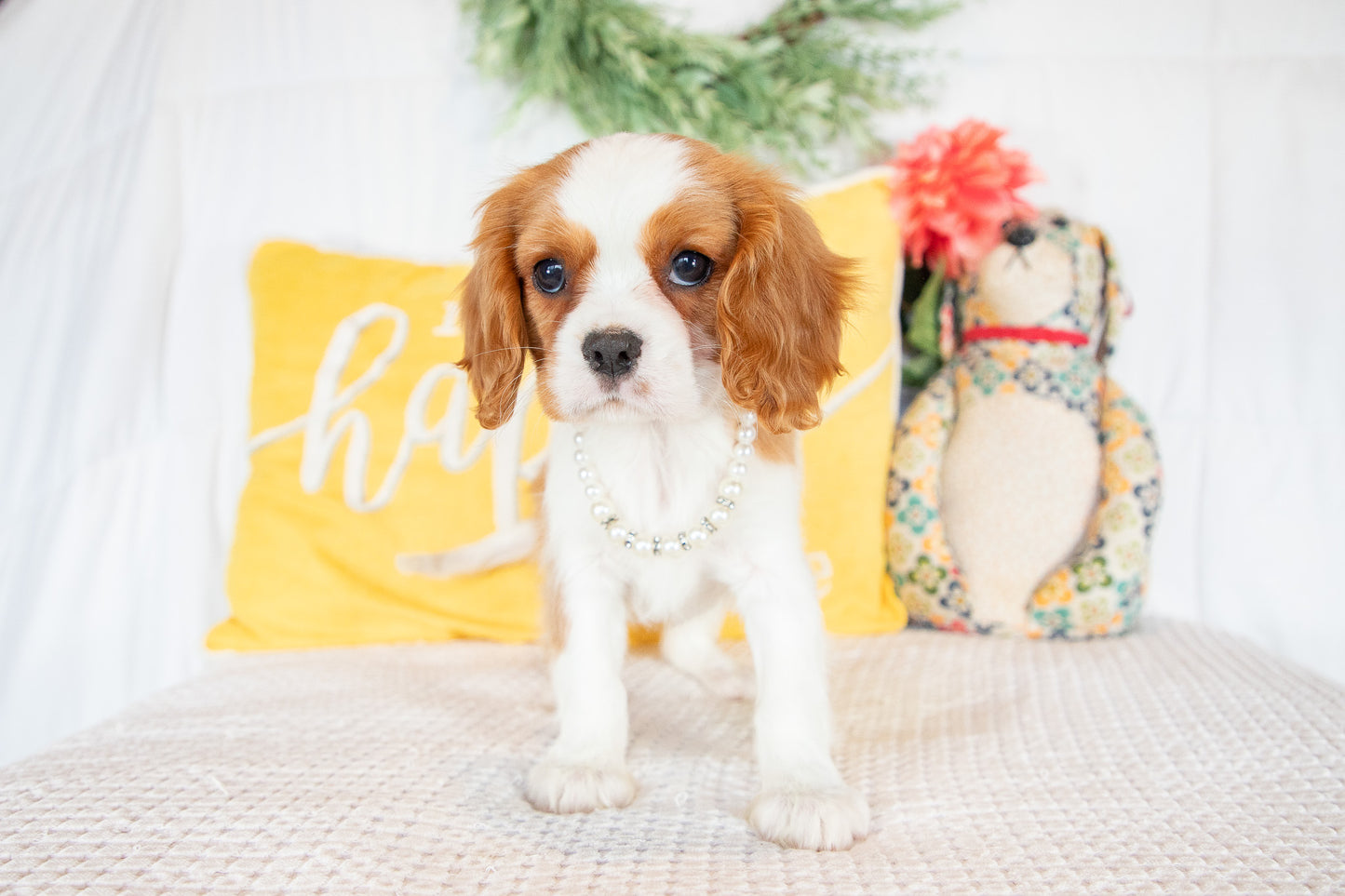 Nilah-Cavalier King Charles Female