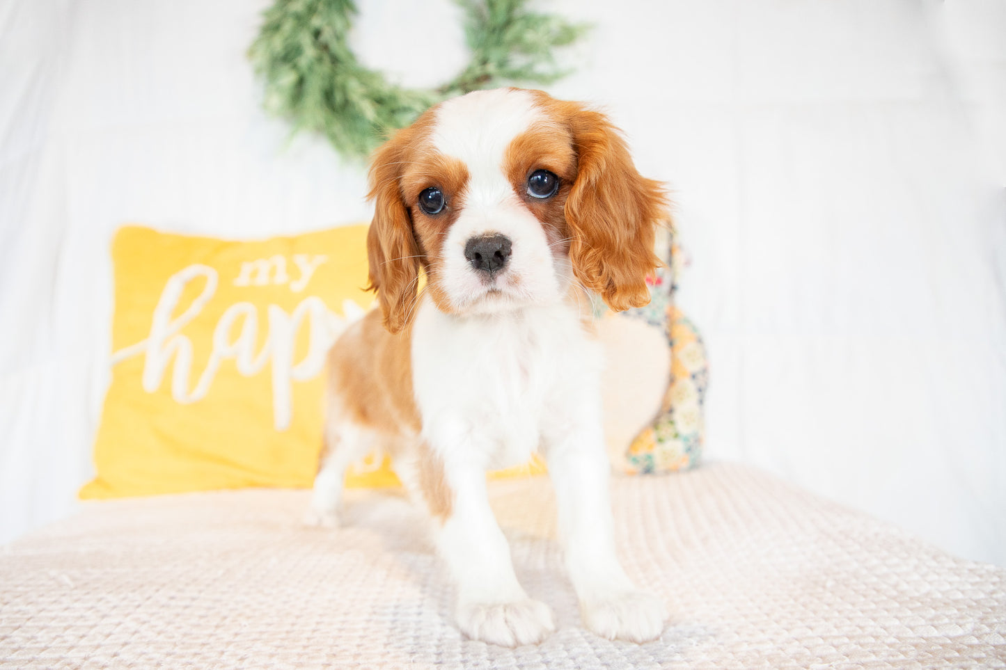 Nilah-Cavalier King Charles Female