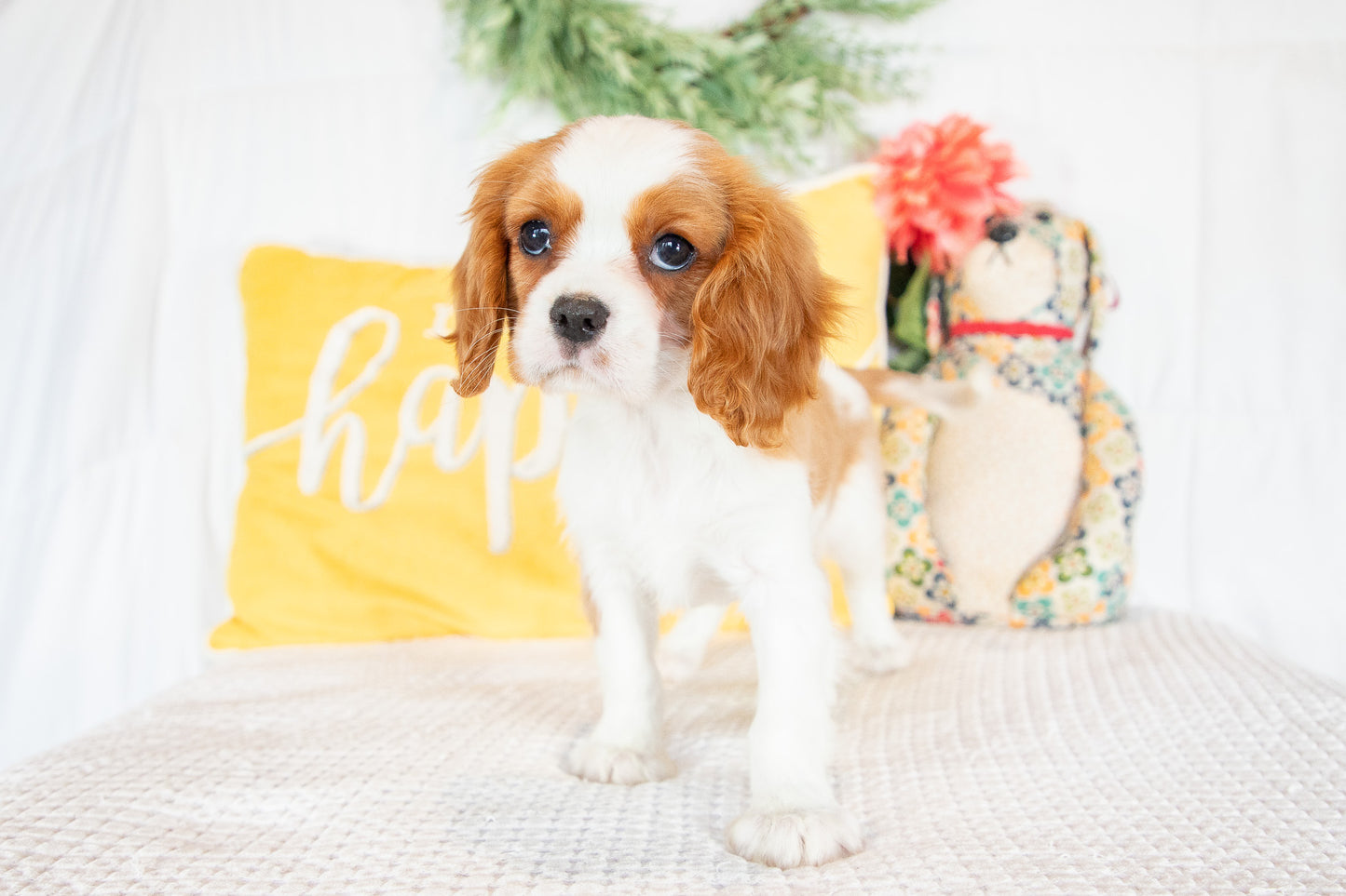 Nilah-Cavalier King Charles Female
