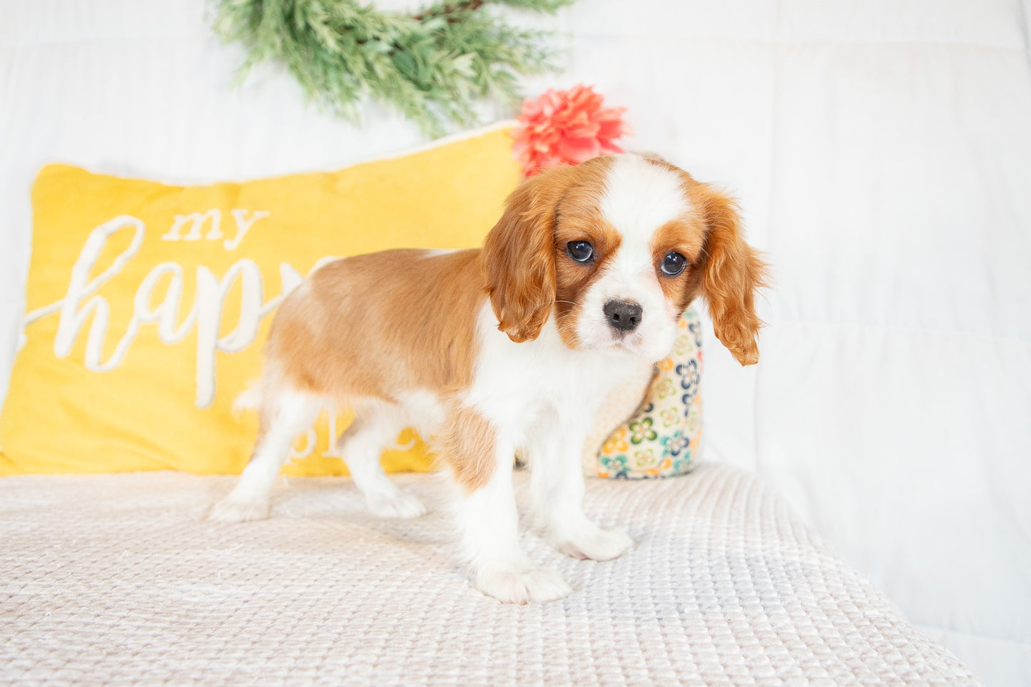 Nilah-Cavalier King Charles Female