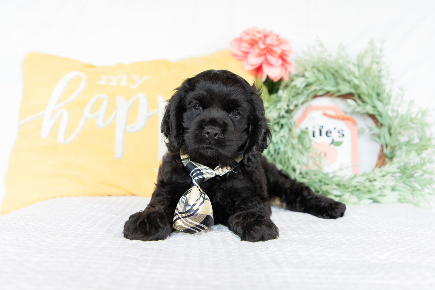 Cocker Spaniel Male (Charlie)