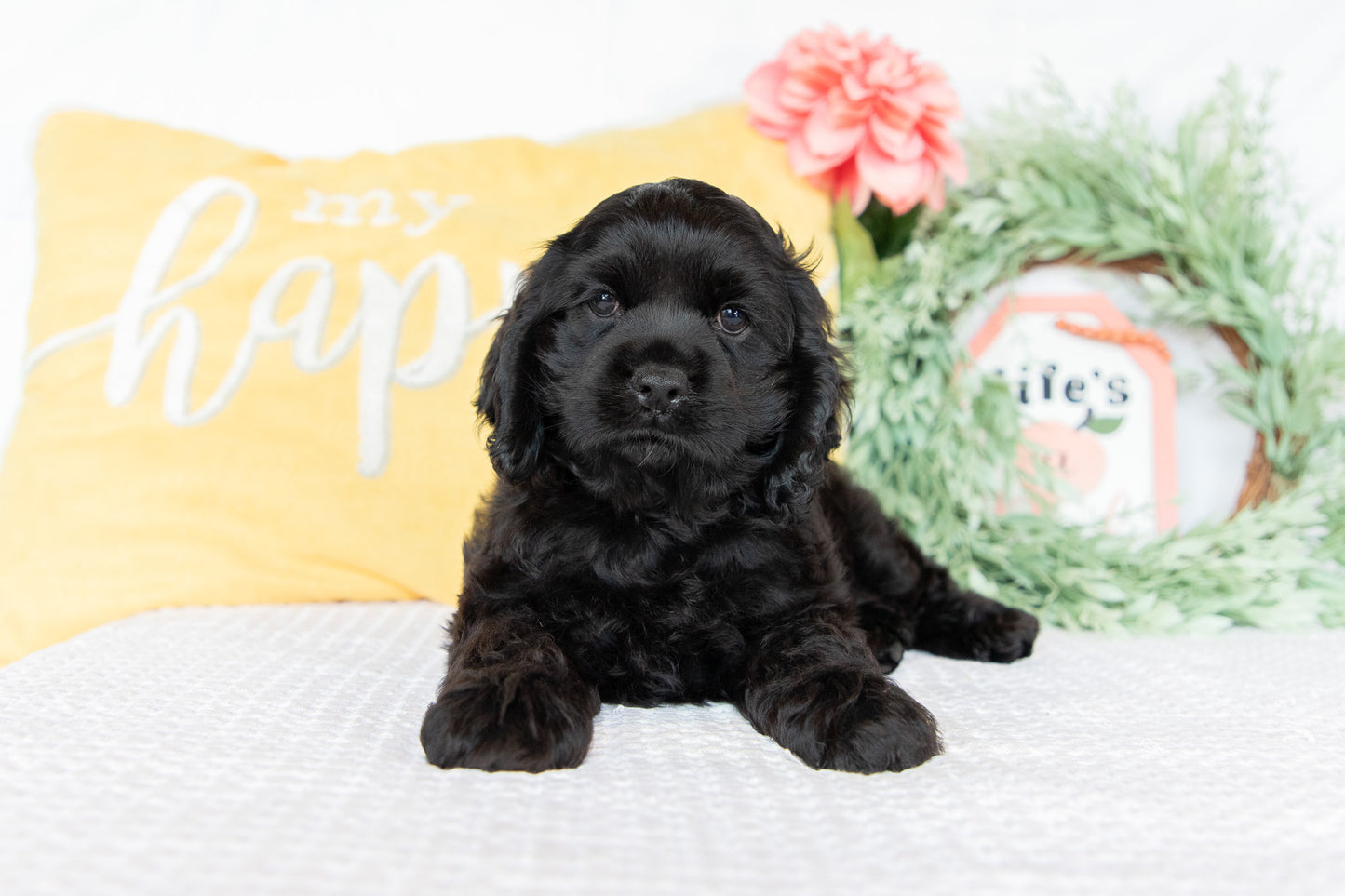 Cocker Spaniel Male (Charlie)