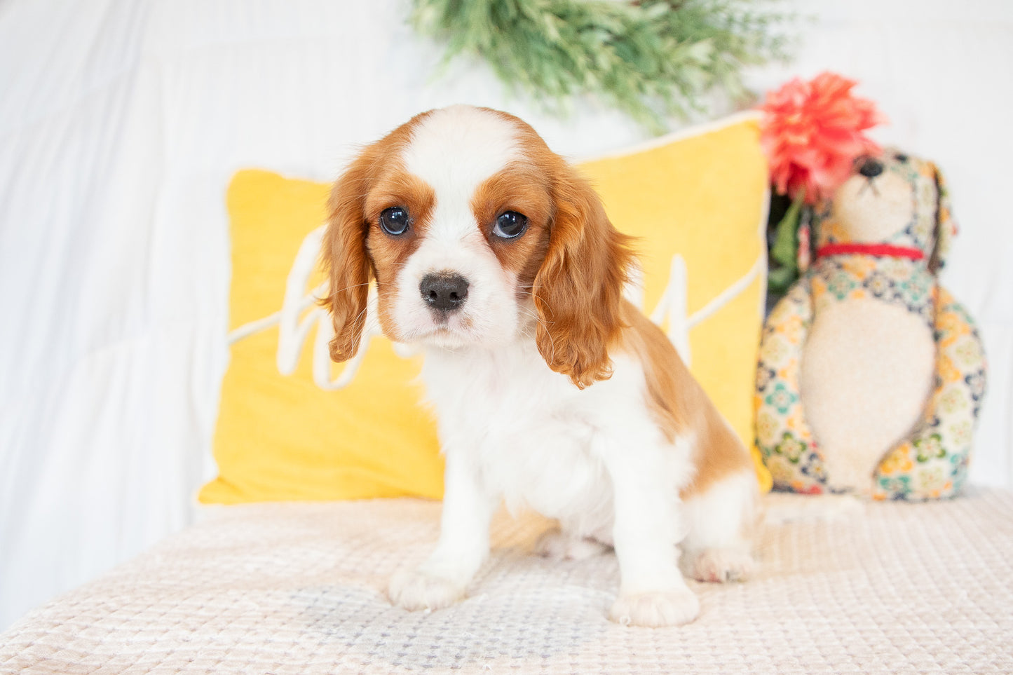 Nilah-Cavalier King Charles Female