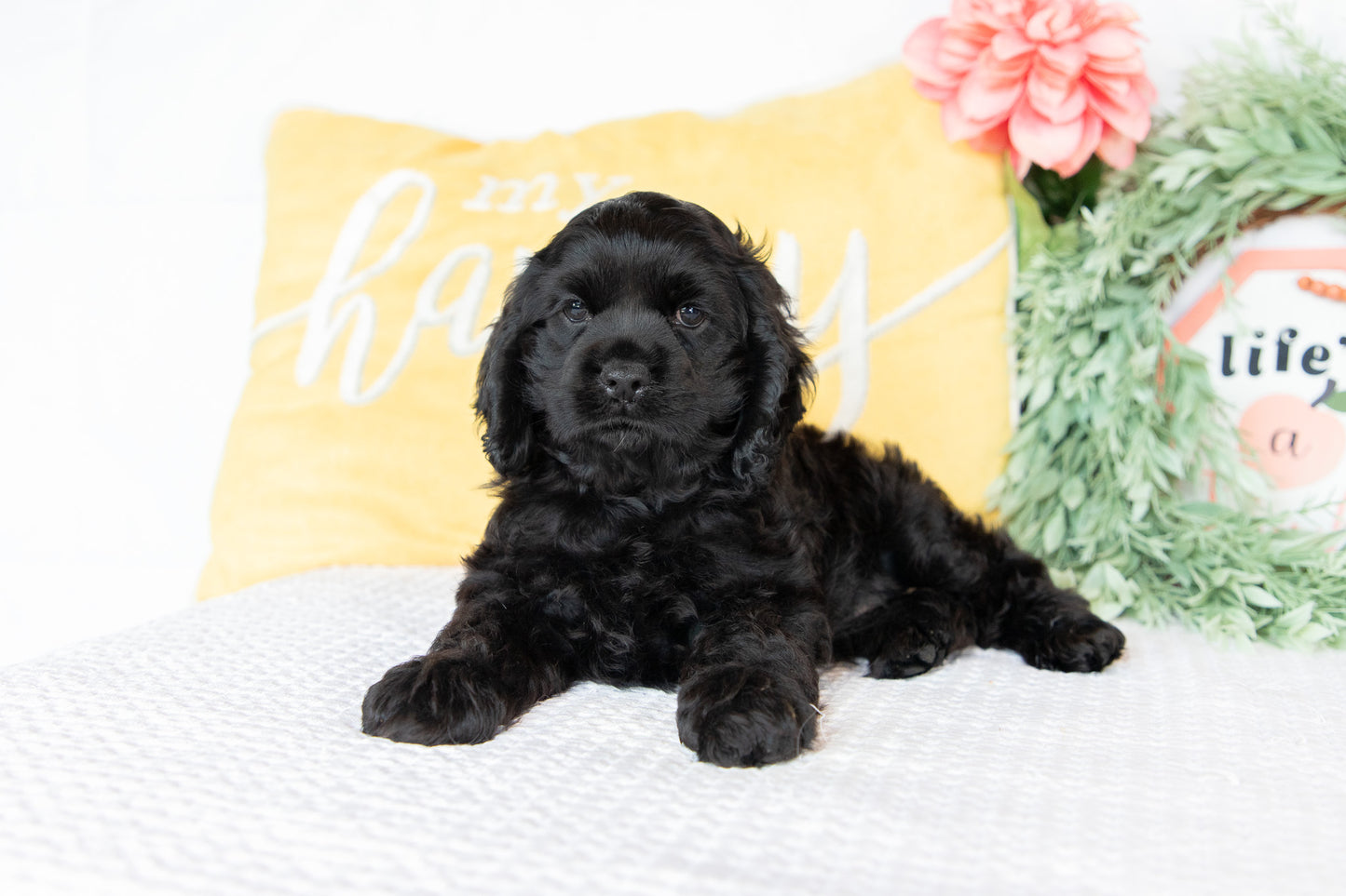 Cocker Spaniel Male (Charlie)