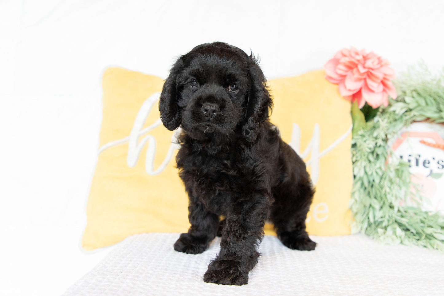 Cocker Spaniel Male (Charlie)