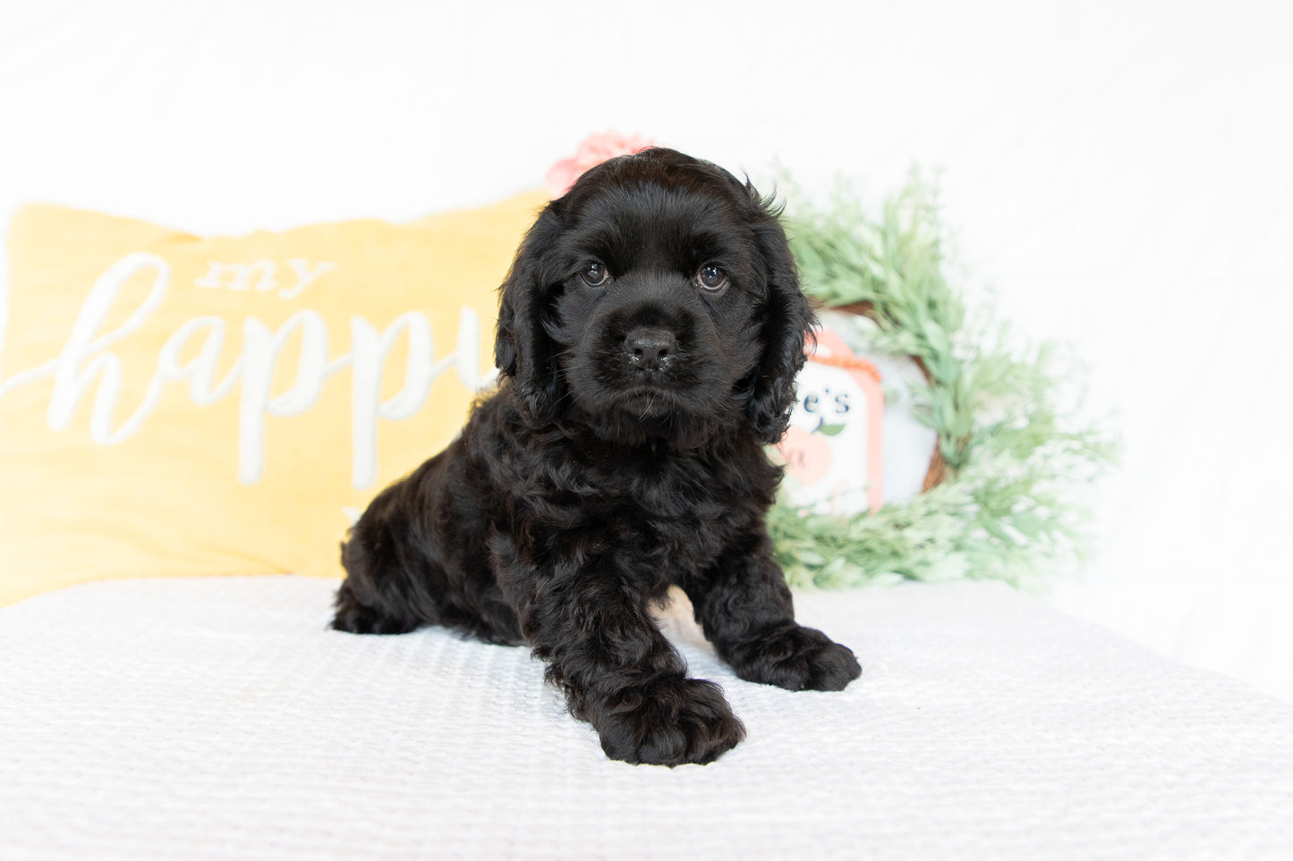 Cocker Spaniel Male (Charlie)