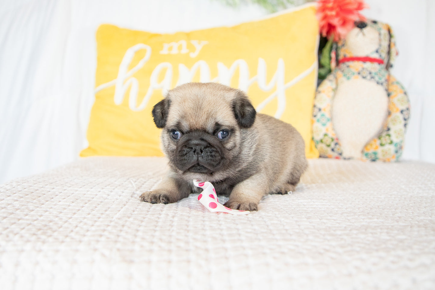 Gus-Pug Male