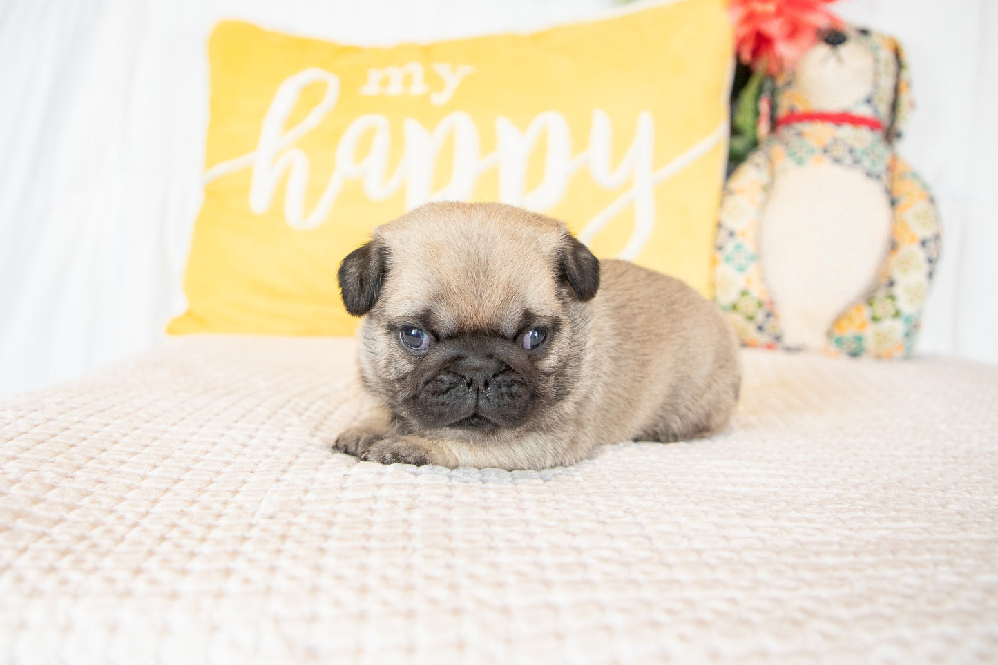 Gus-Pug Male