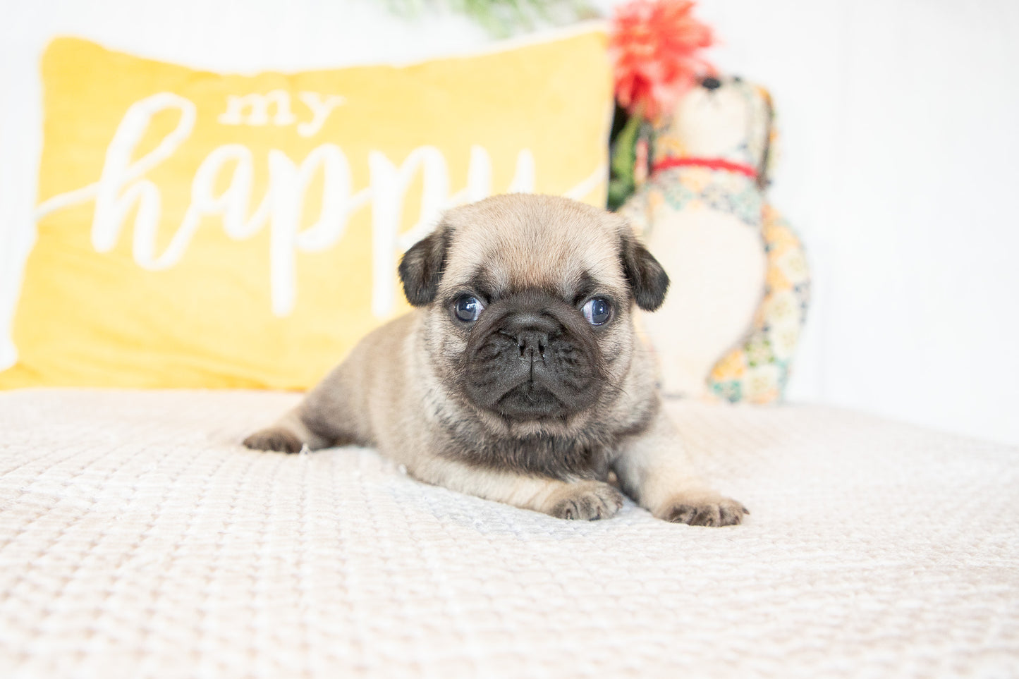Gus-Pug Male